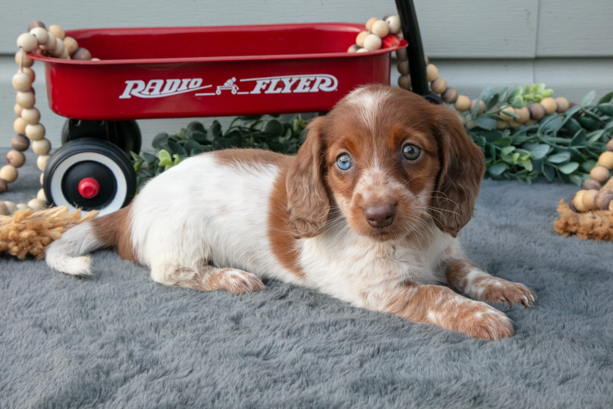 Madison - $1,295
