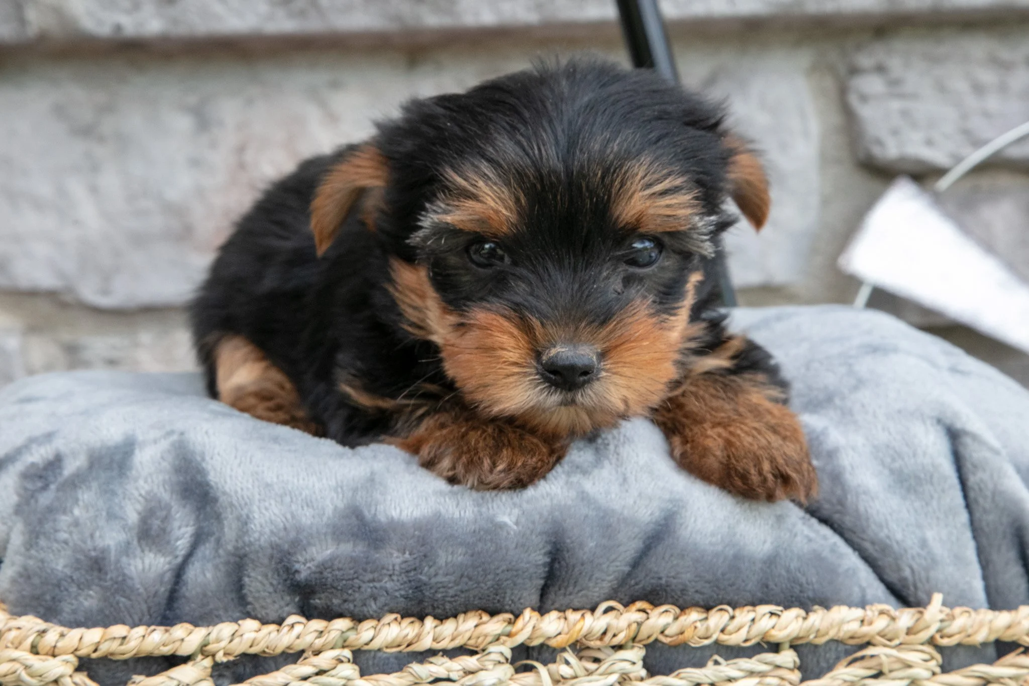 Brady - $900