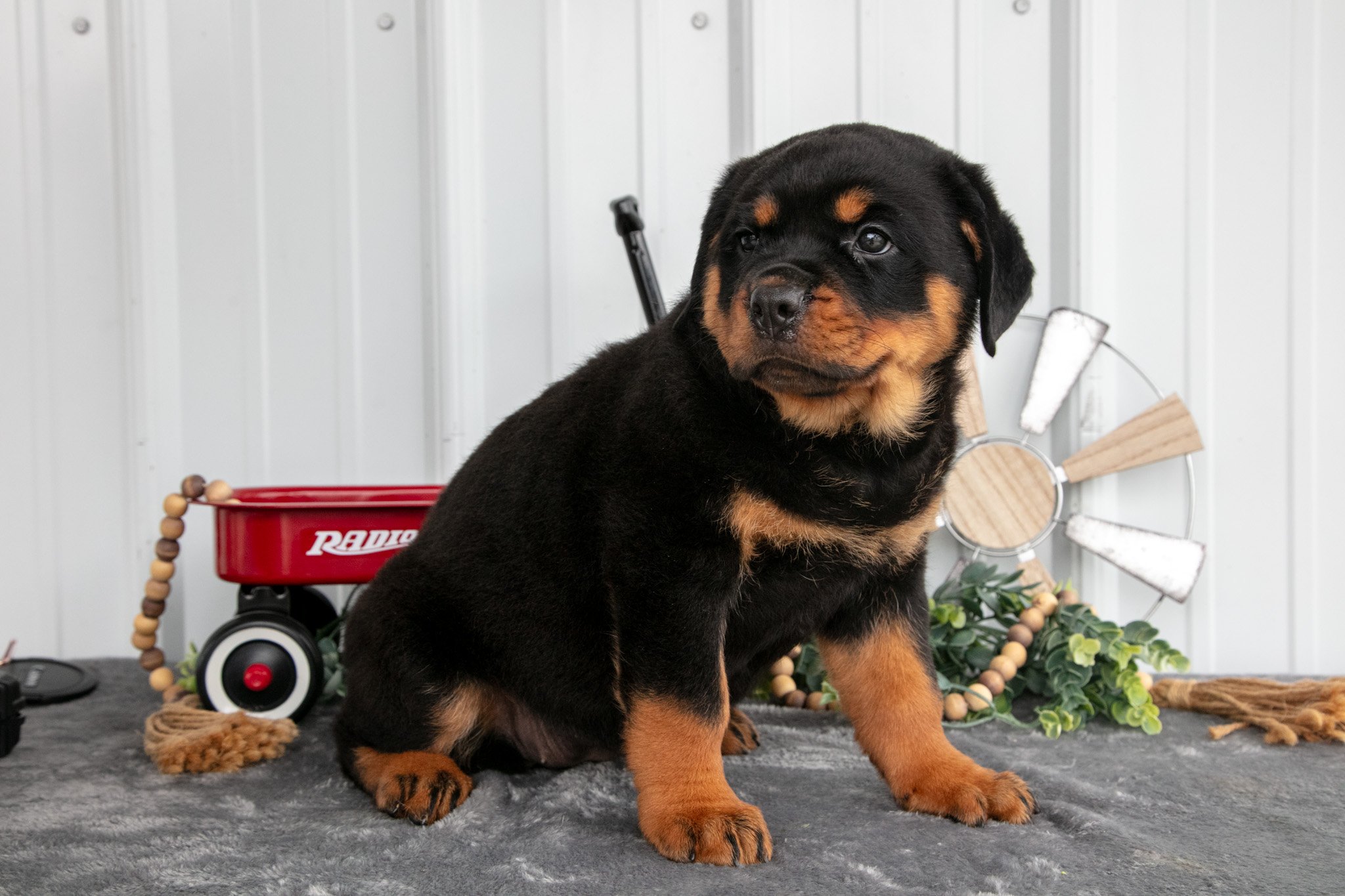 Roxie - Sold