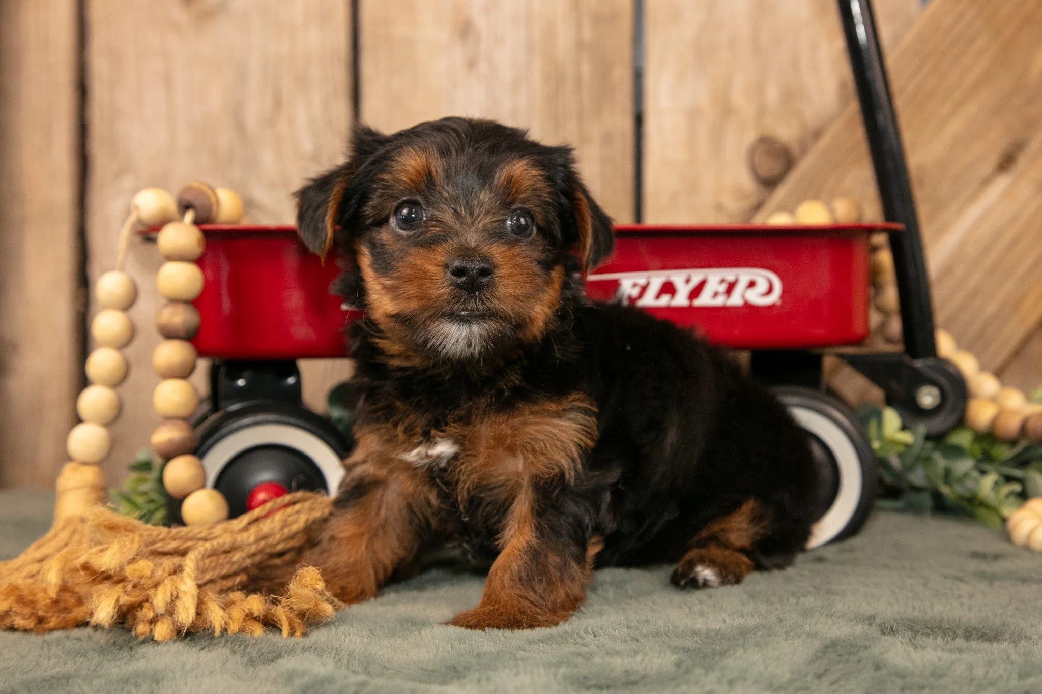Keisha - $900