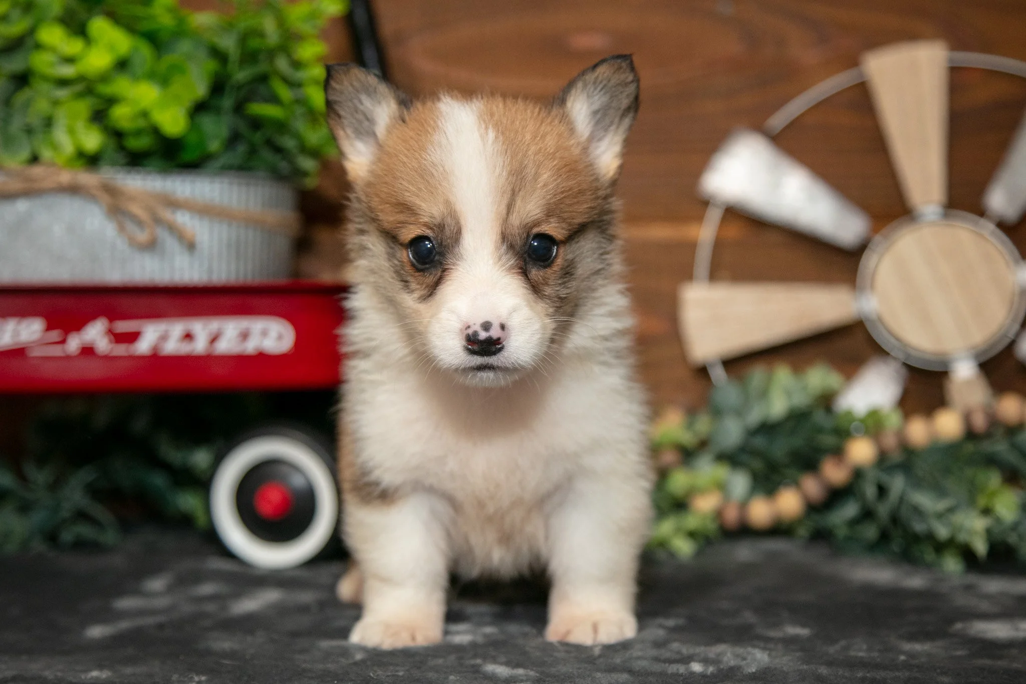 Beebee - $700