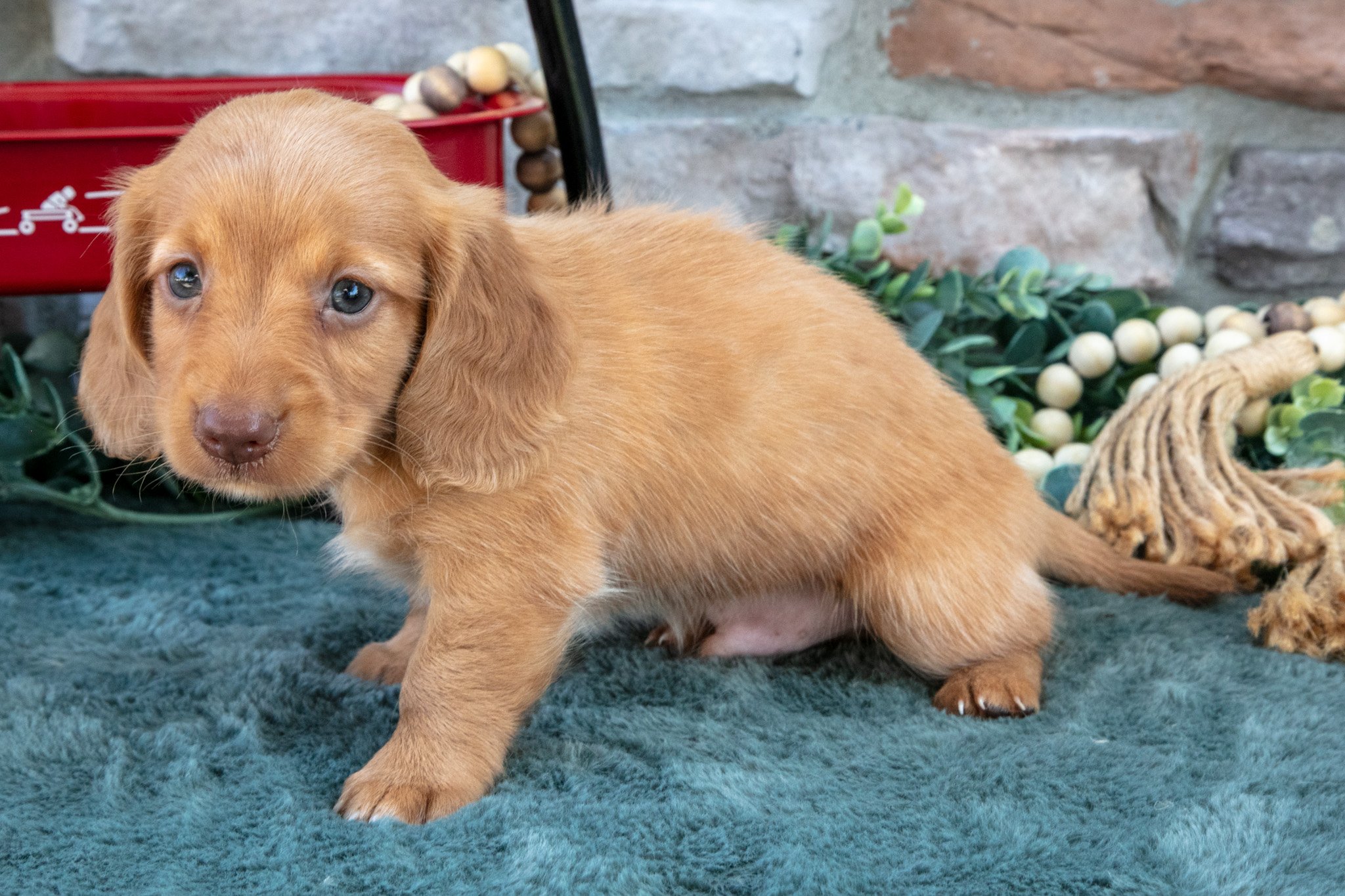 Ollie - $1,000
