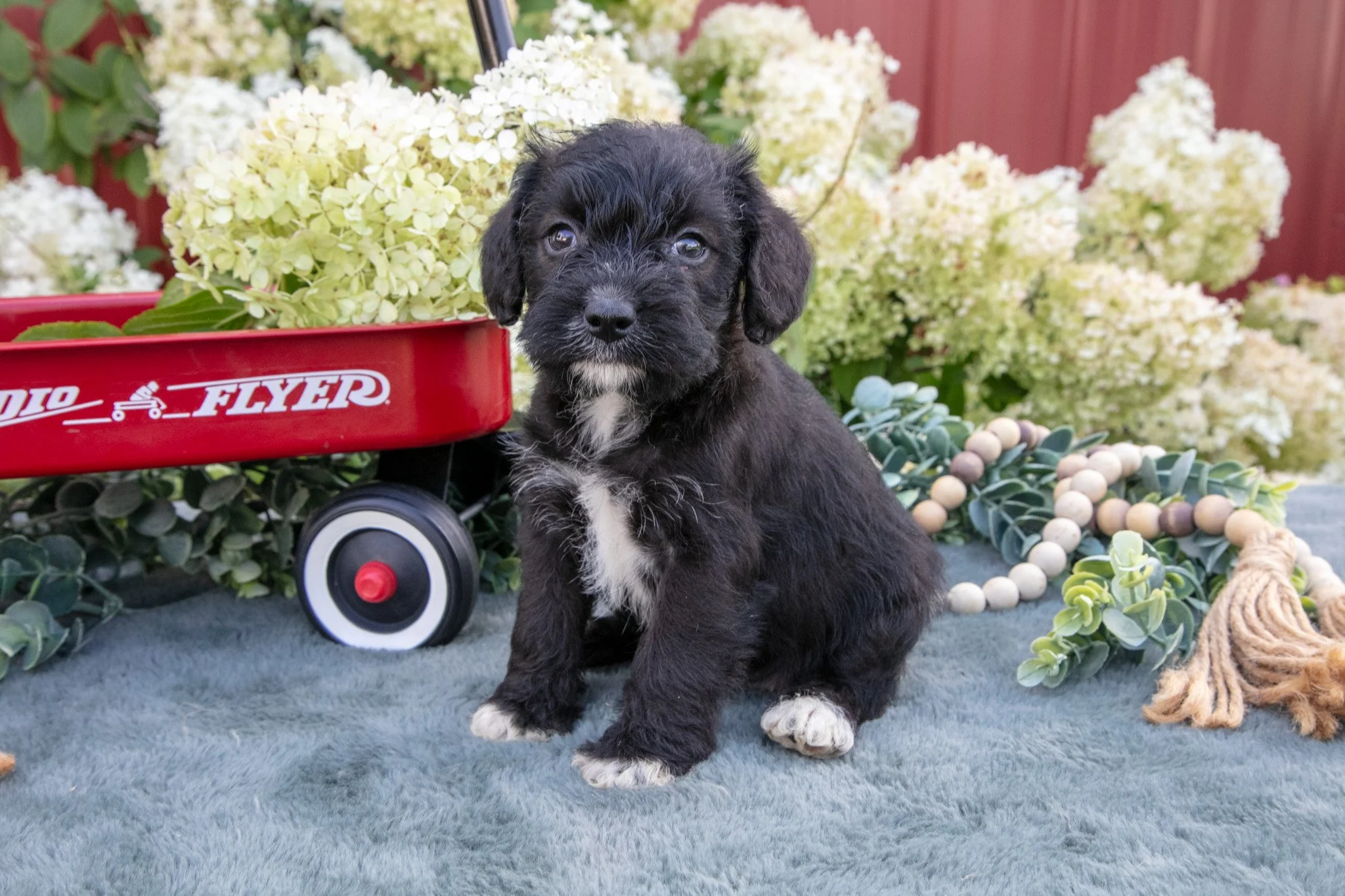 Hannah - $750