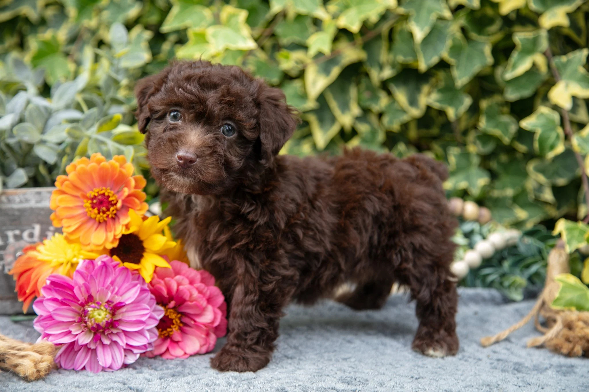 Taffy - $775