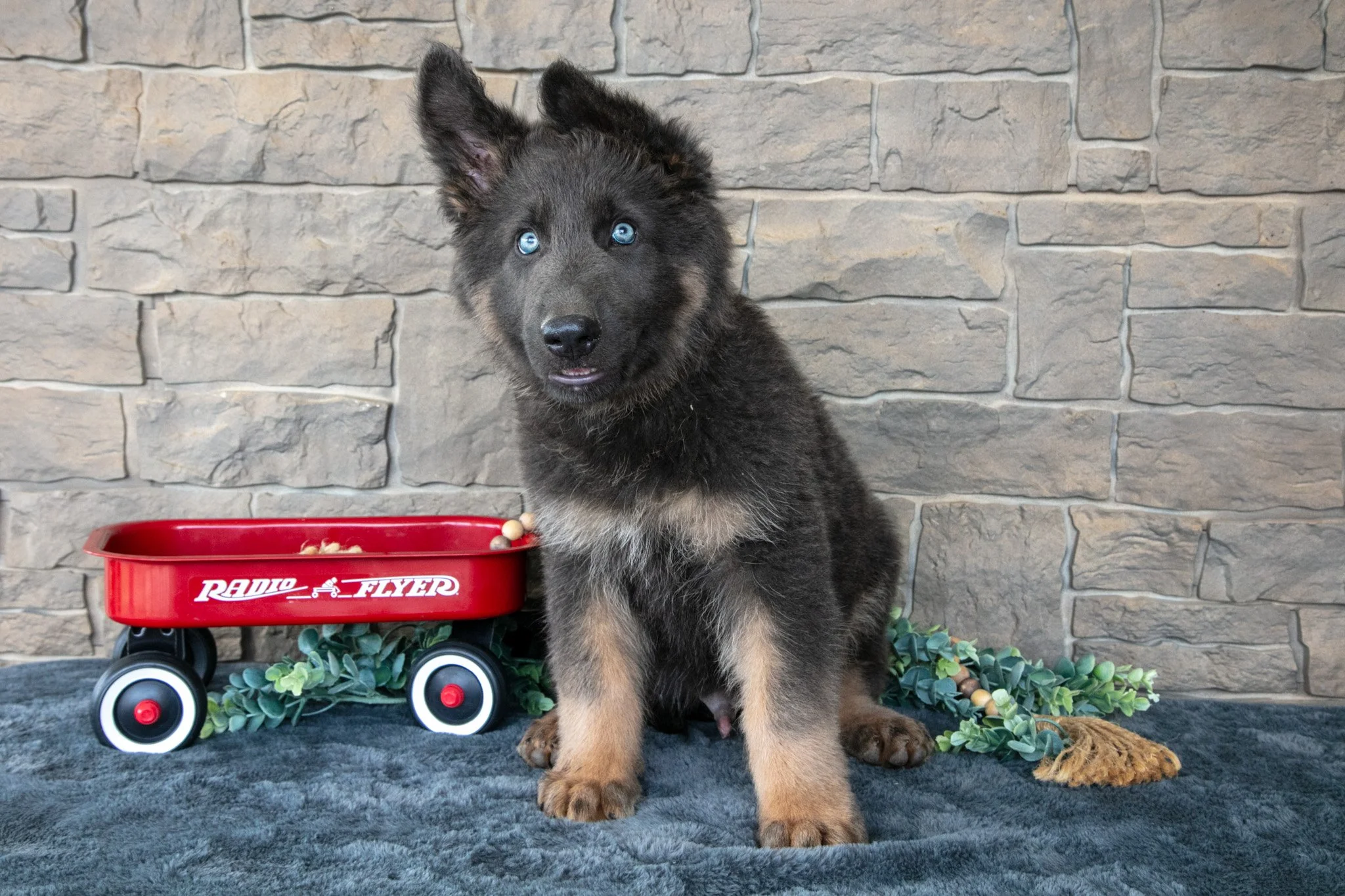 Axel - Sold