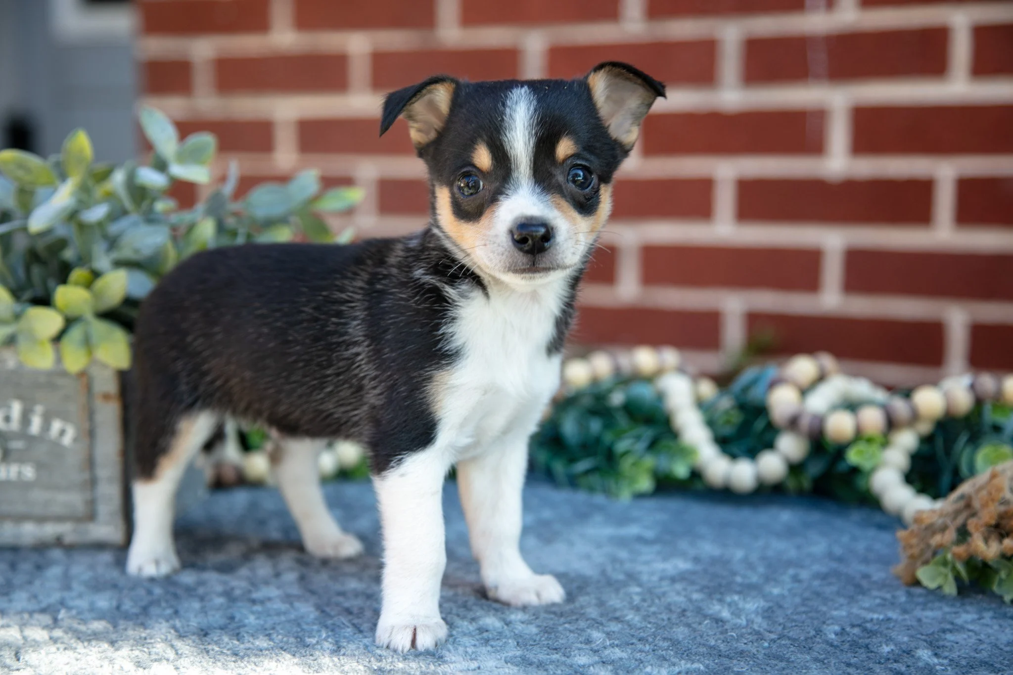 Paulie - $1,050