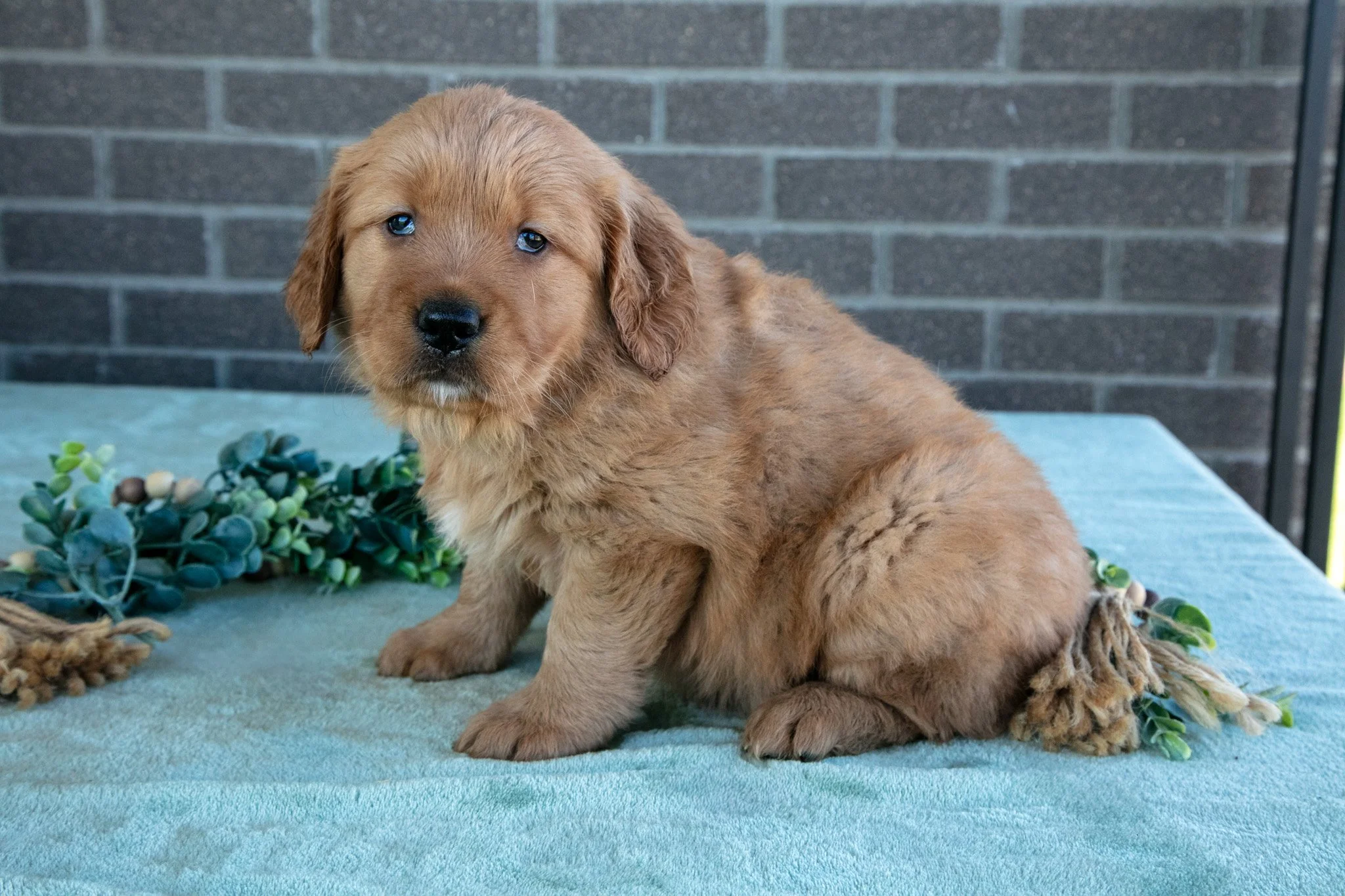Tess - $900