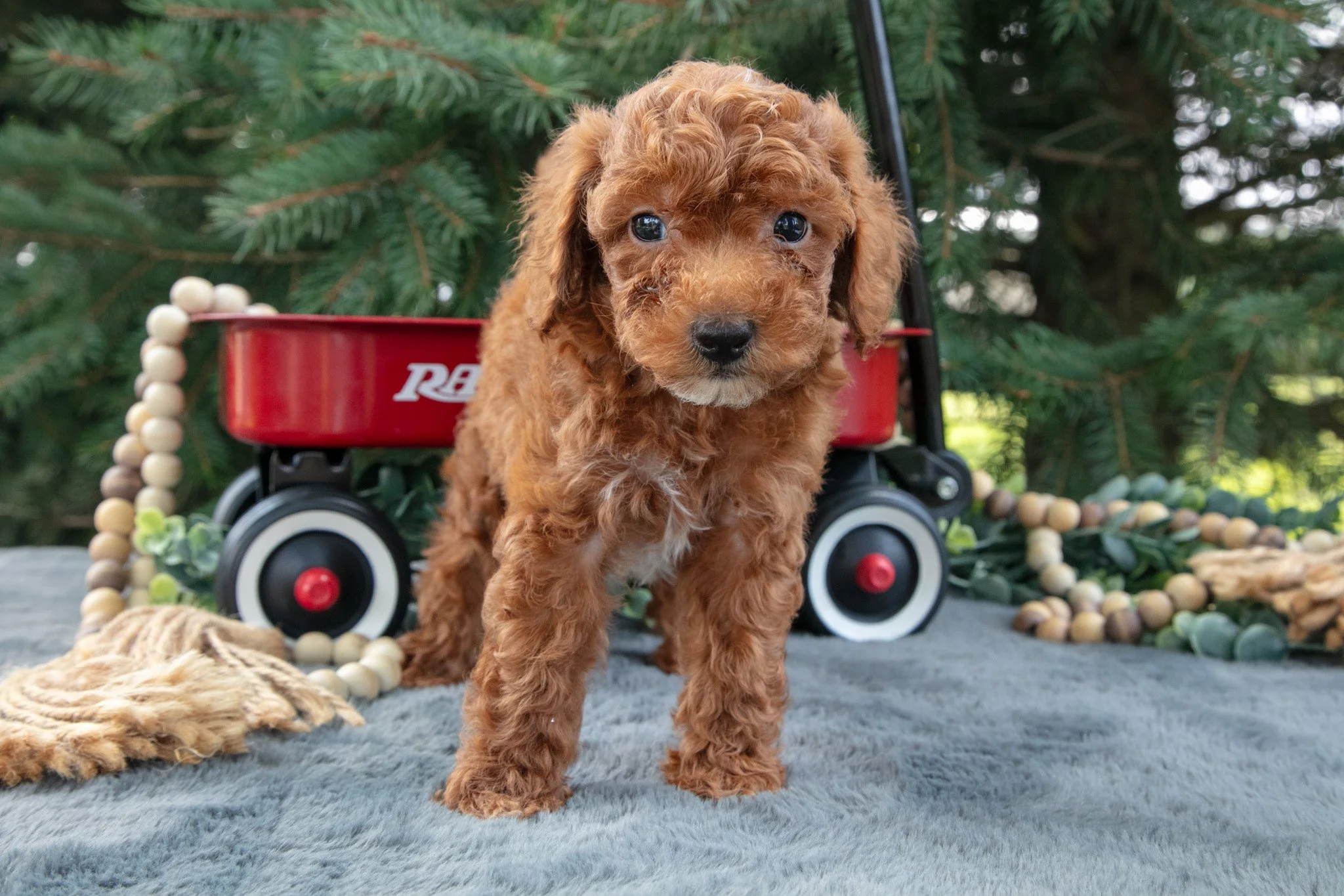 Rusty - $795