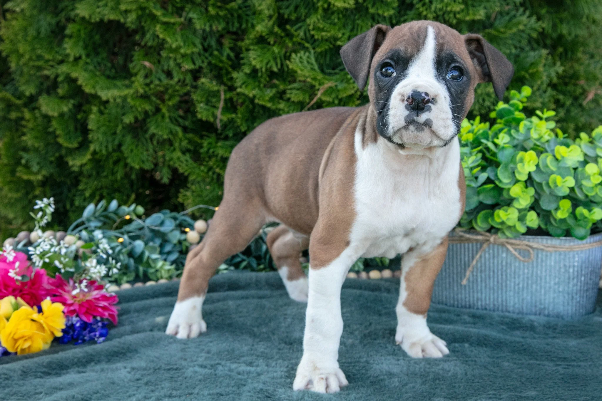 Buster - $850