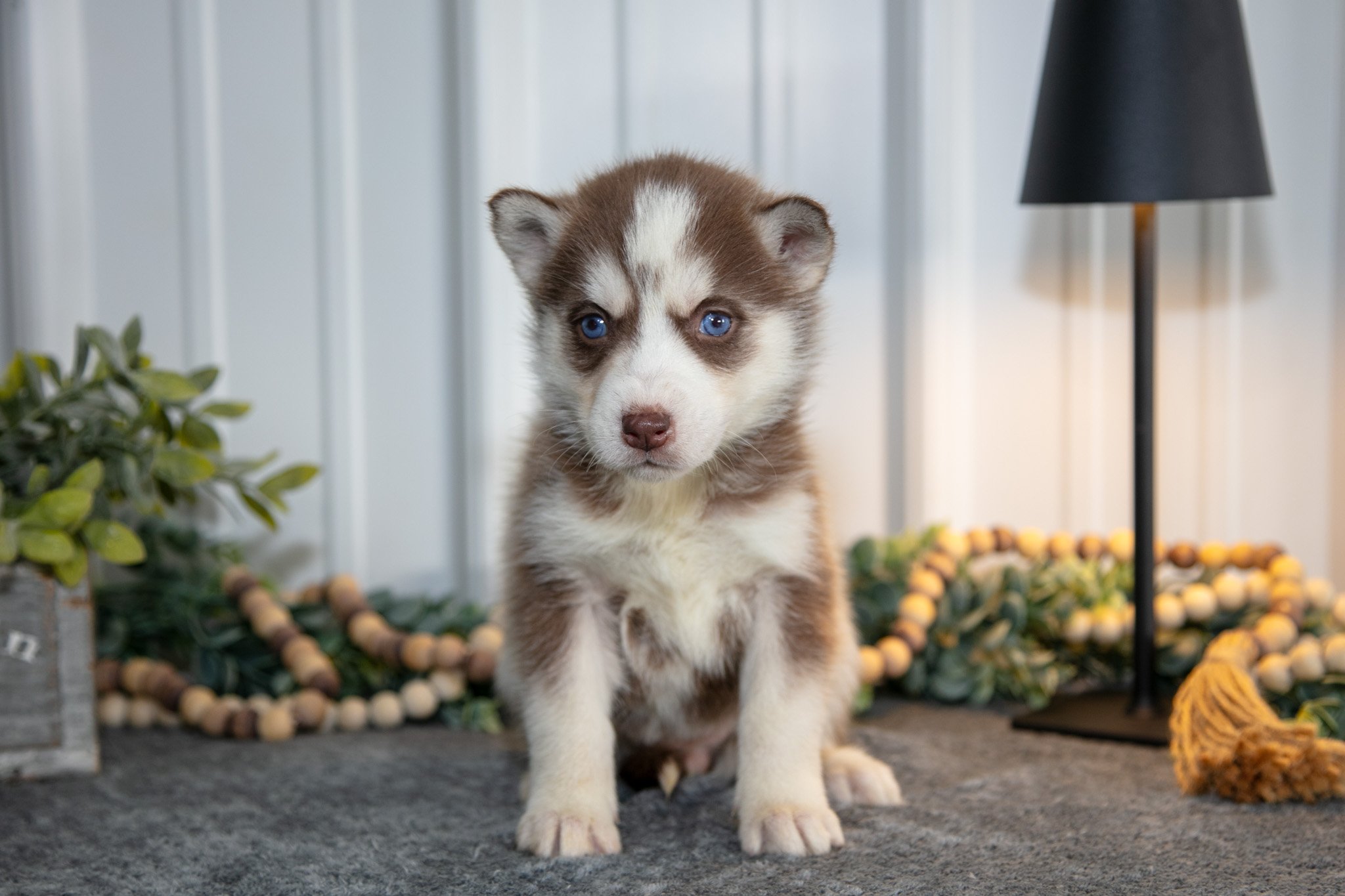 Tessa - $750
