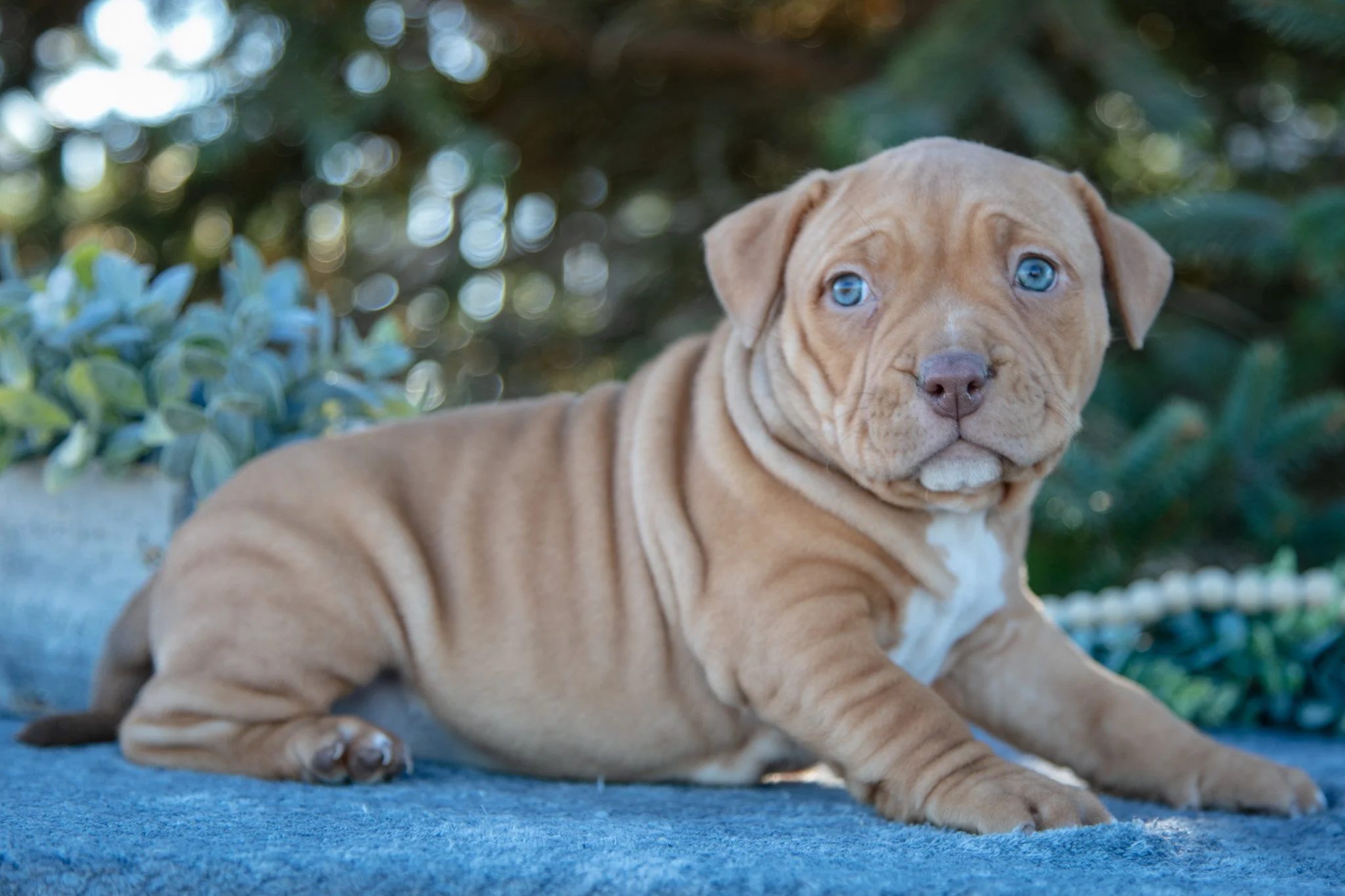 Lyla- $1,000
