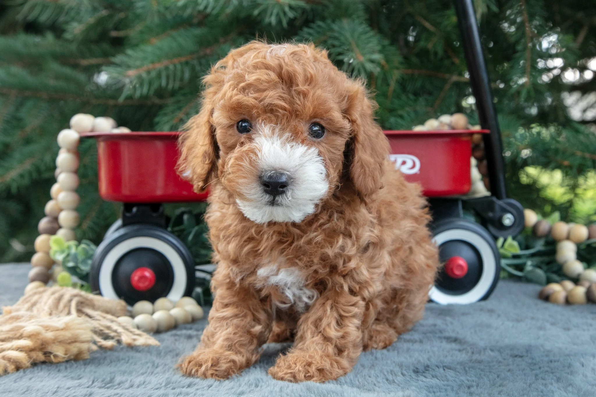 Rosco - $795