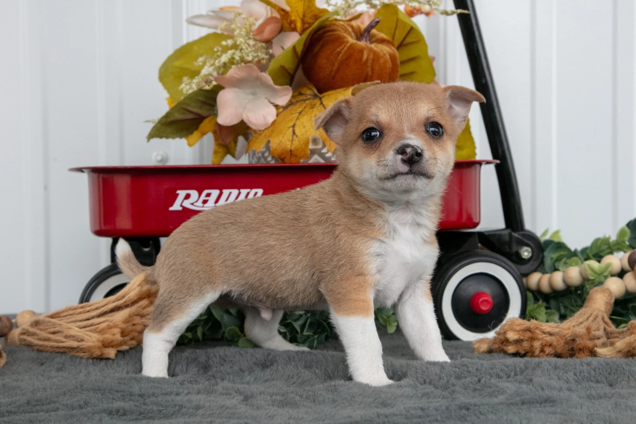 Freddy - $700