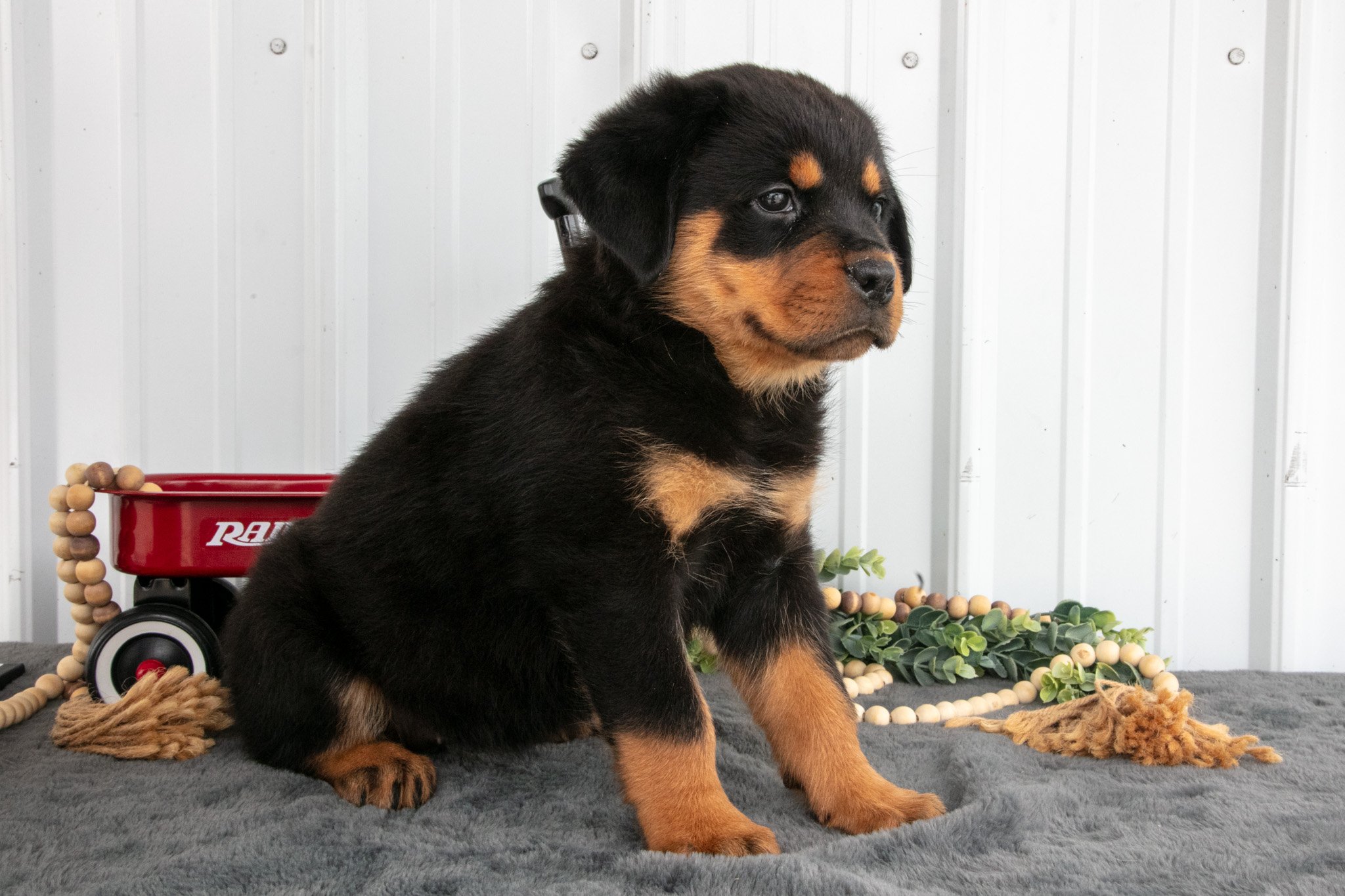 Sadie - $800
