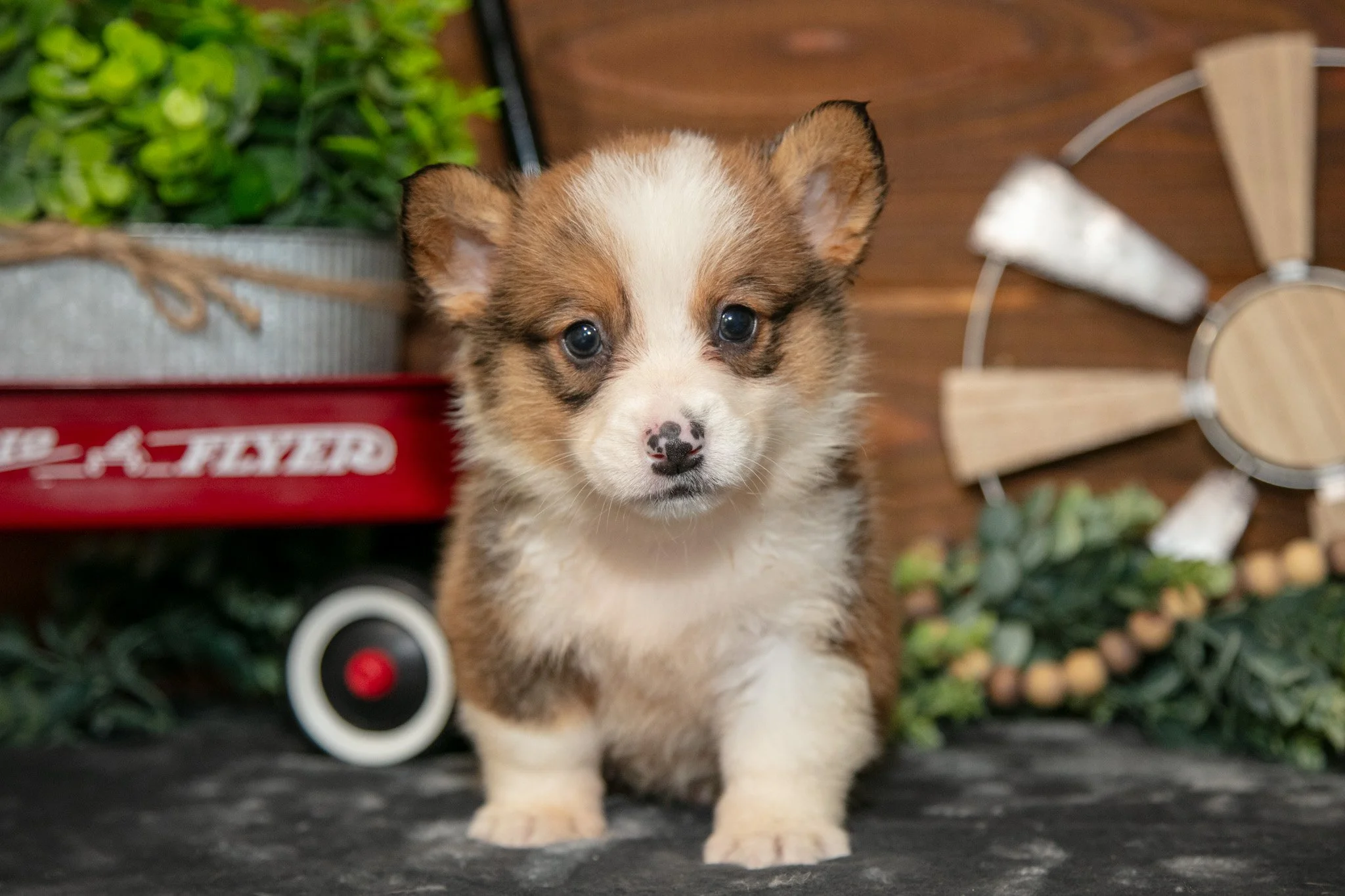 Buttercup - $700