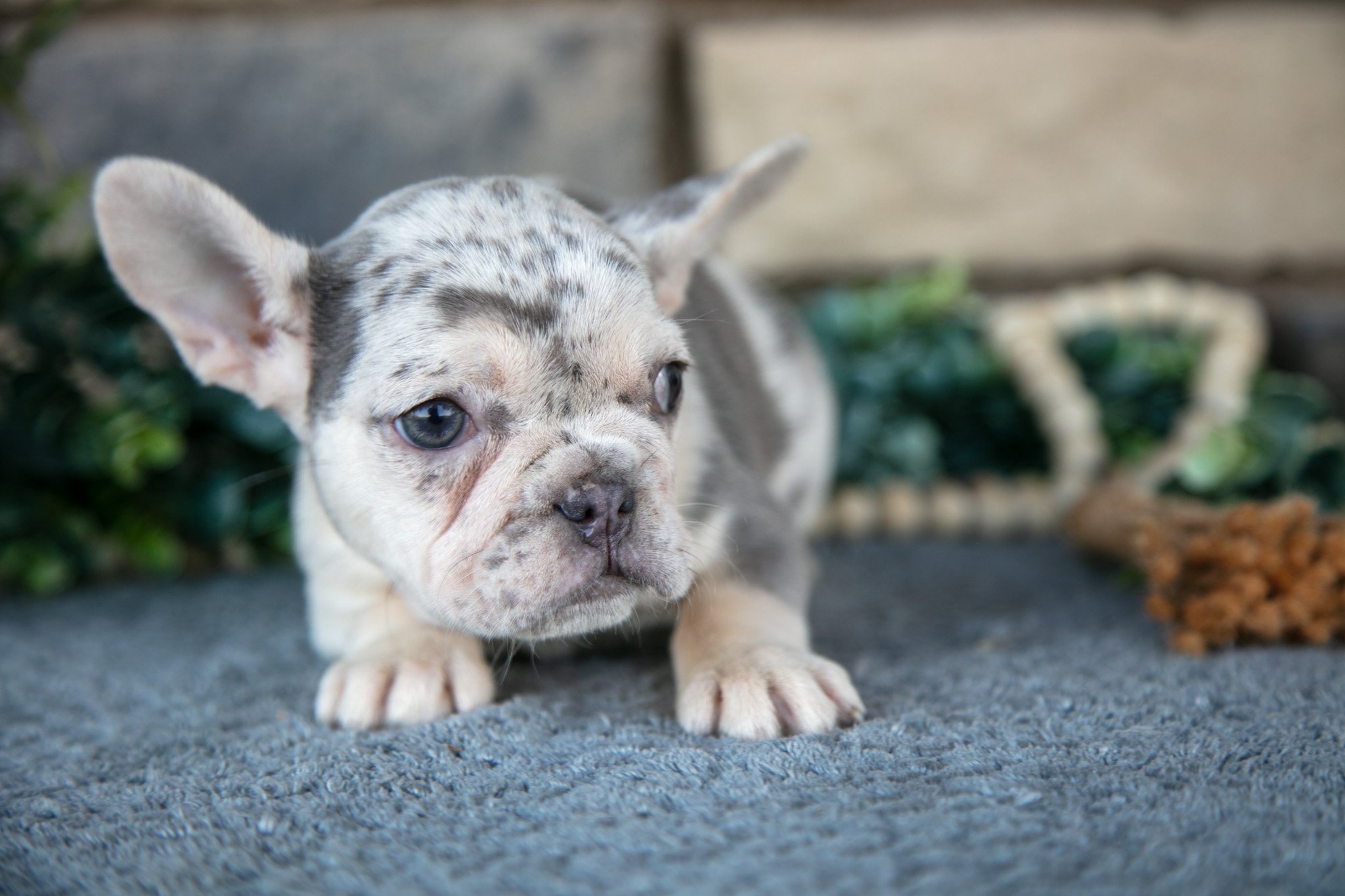 Reese - $3,000