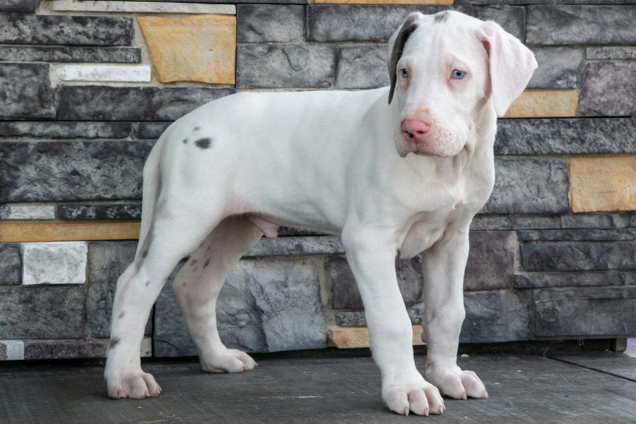 Dozer - Sold