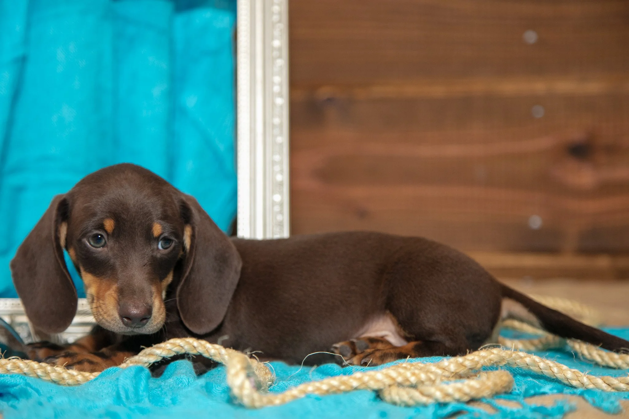 Baxter - $950