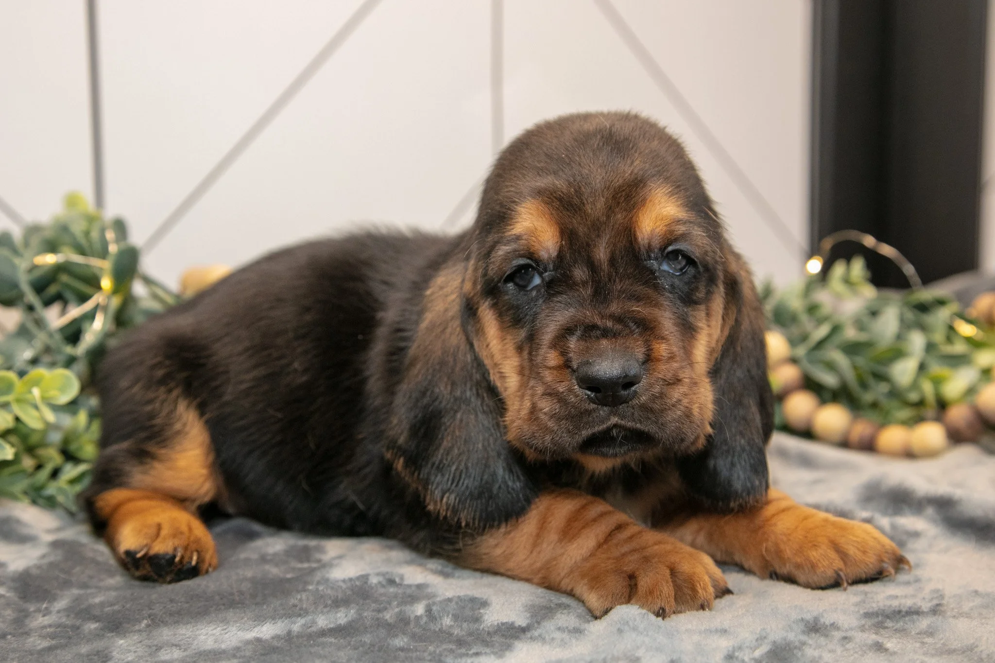 Droopy - $1,200