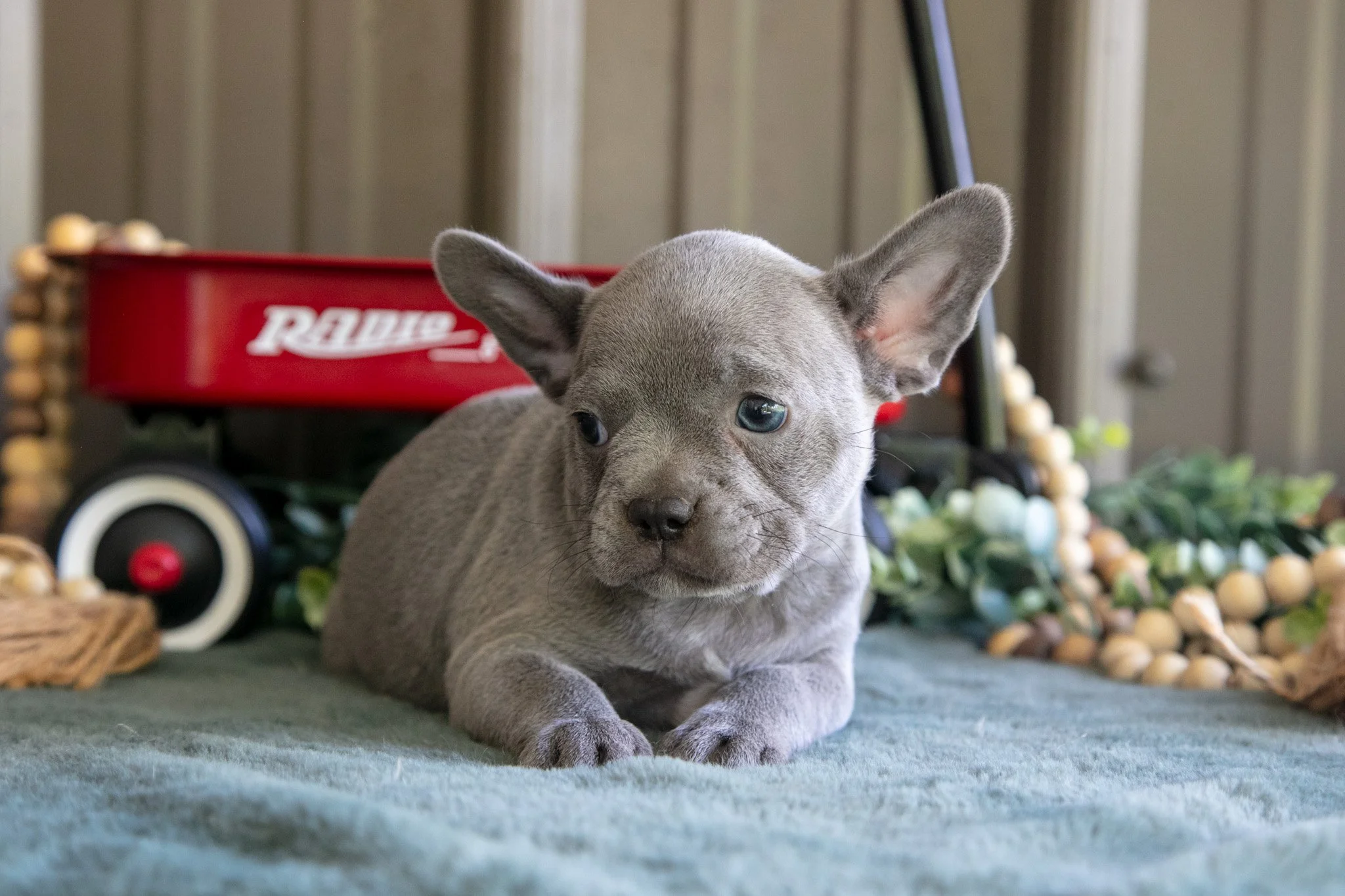 Bluey - $750