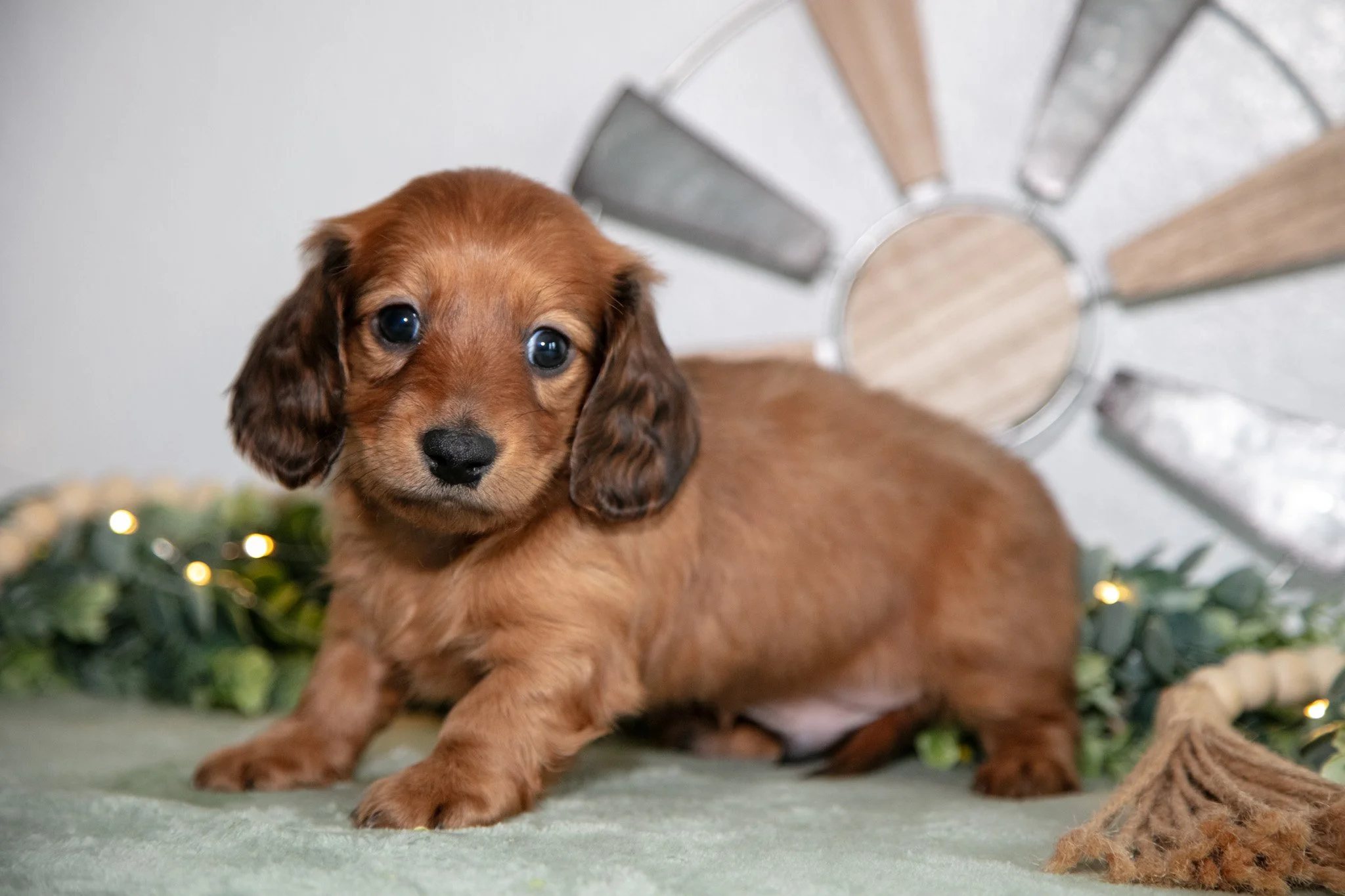 Hercules - $800