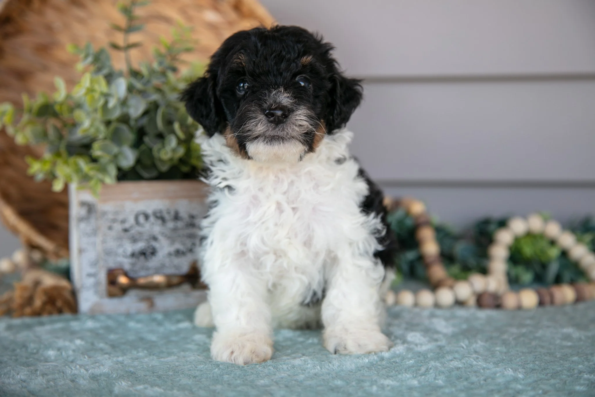 Trevor - $595