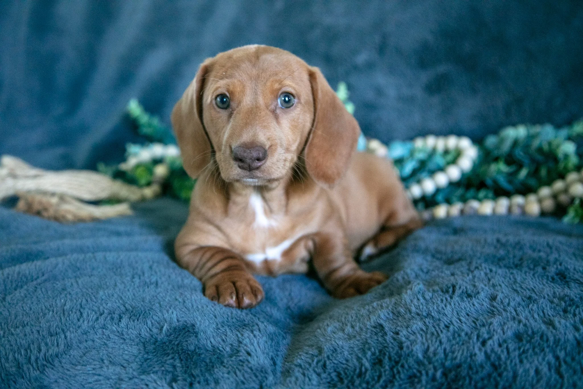 Landon - $1,100