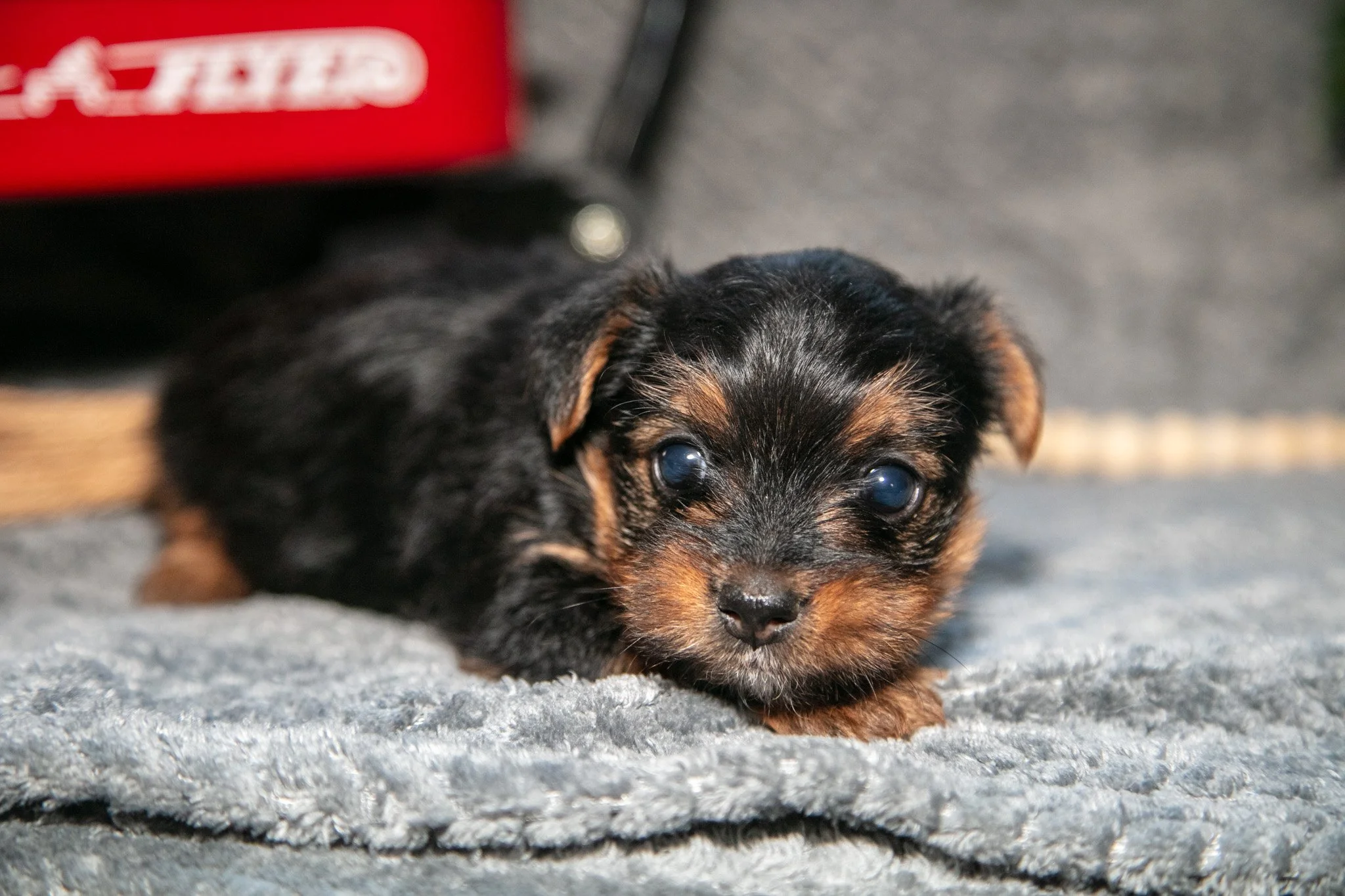 Sasha - $1400