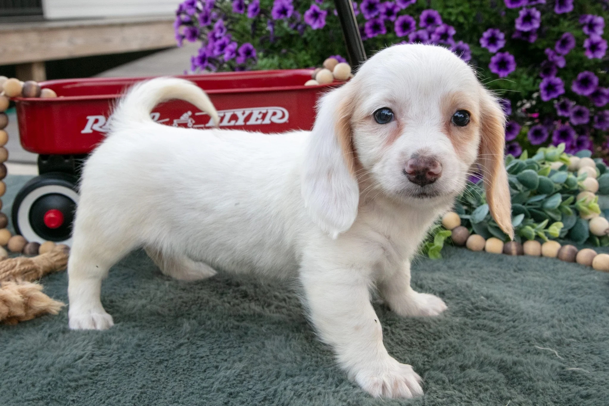 Jackie - $1,800