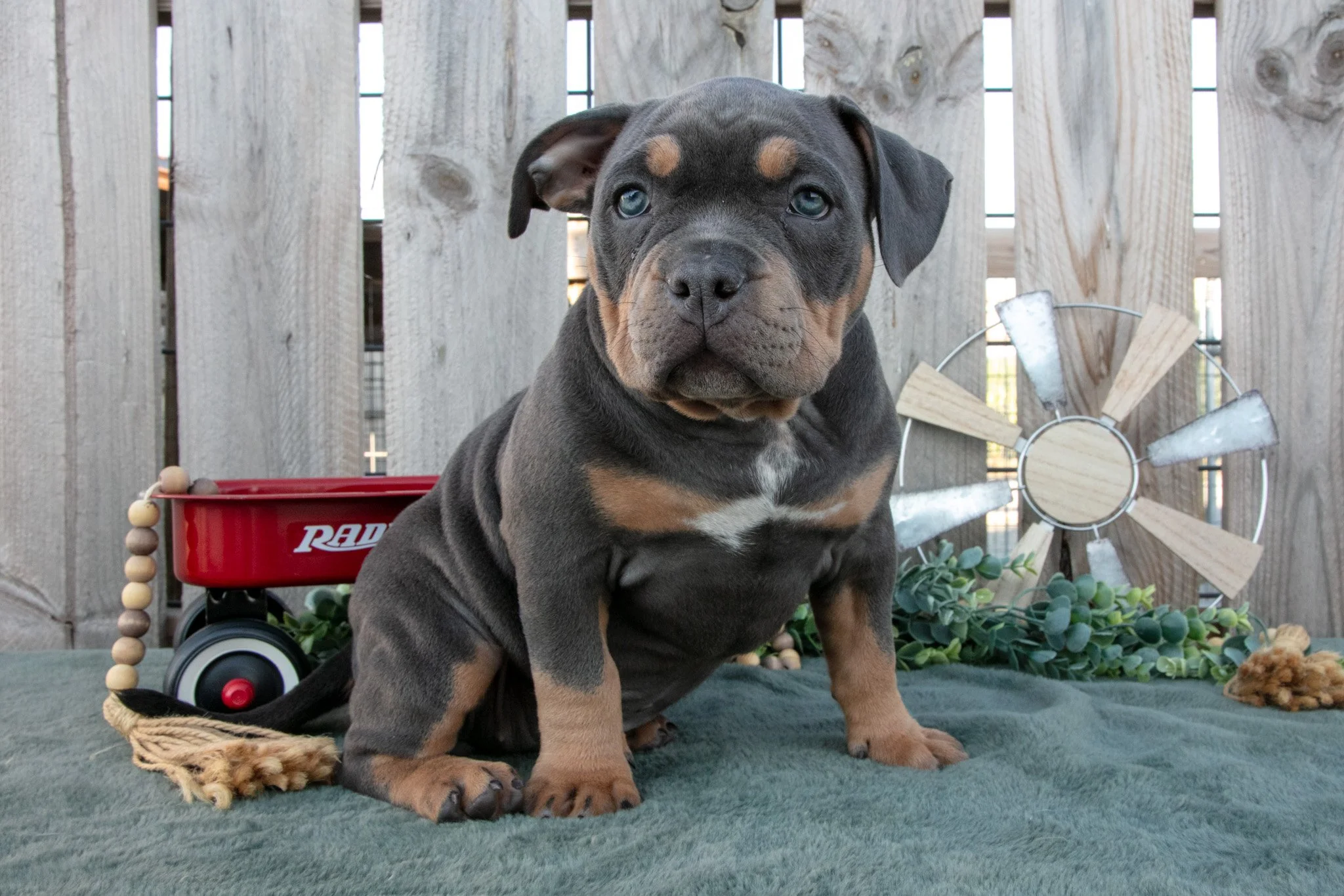 Ember - $2,000
