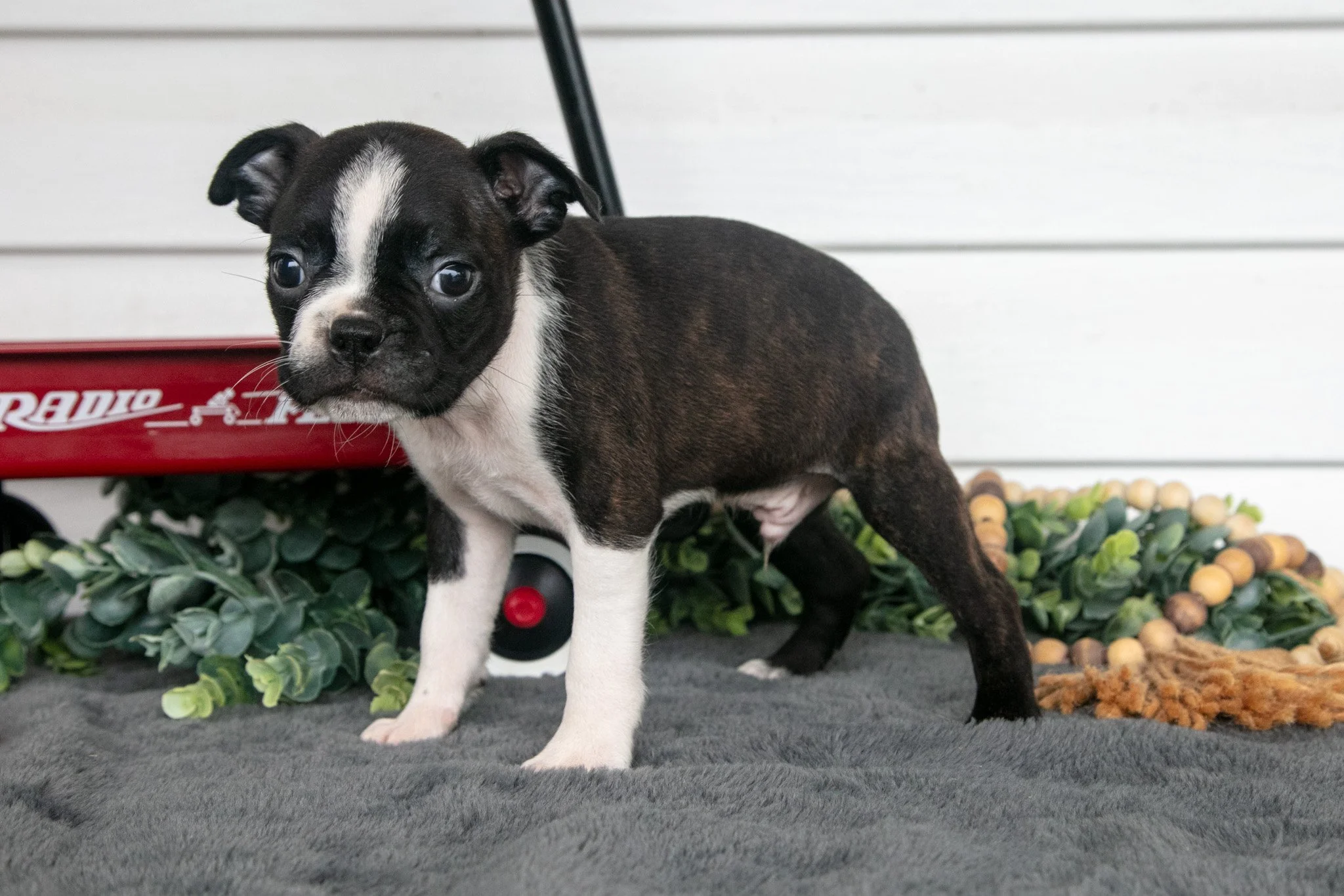 Snickers - $695
