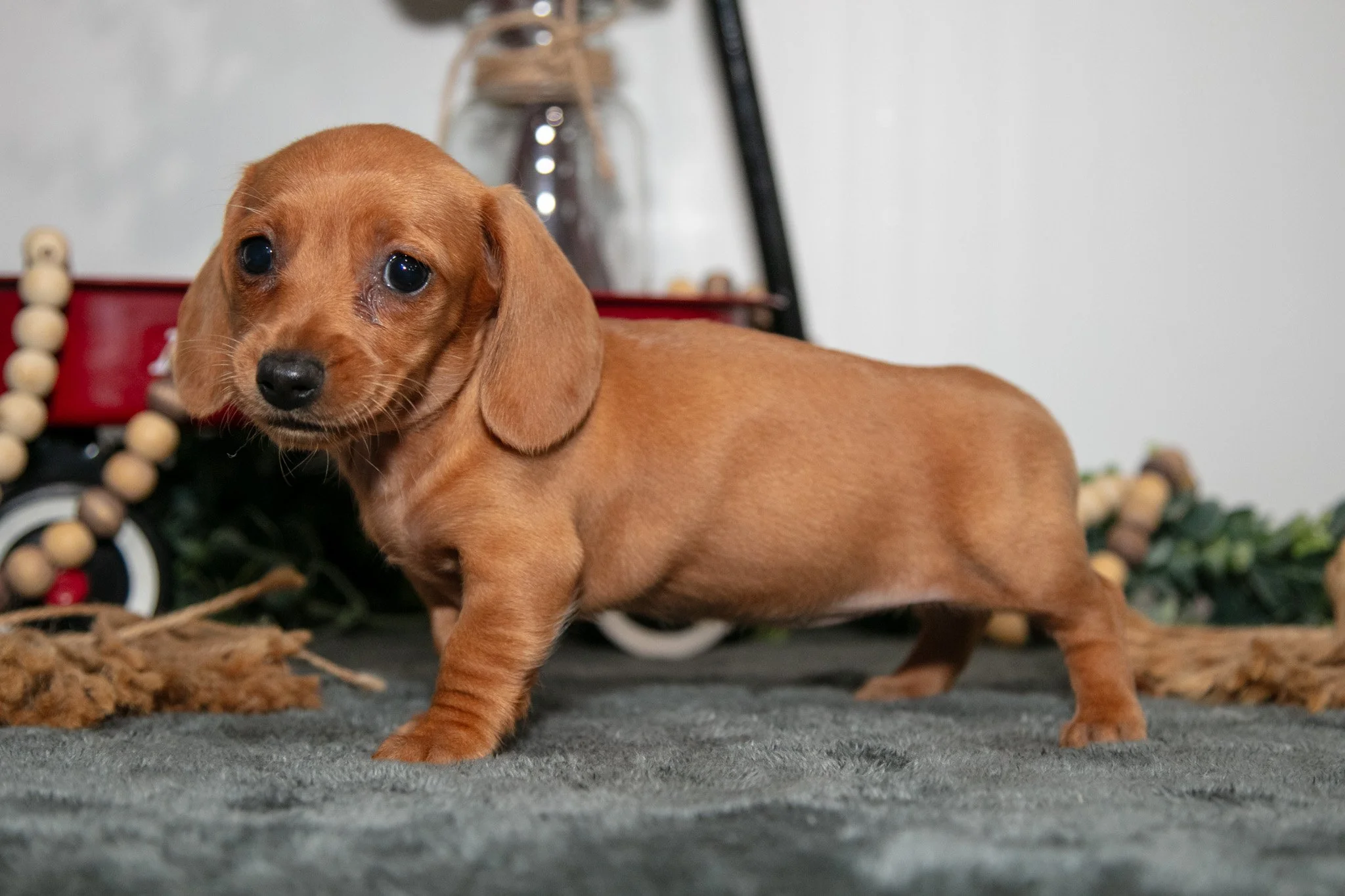 Tootie - $1,300