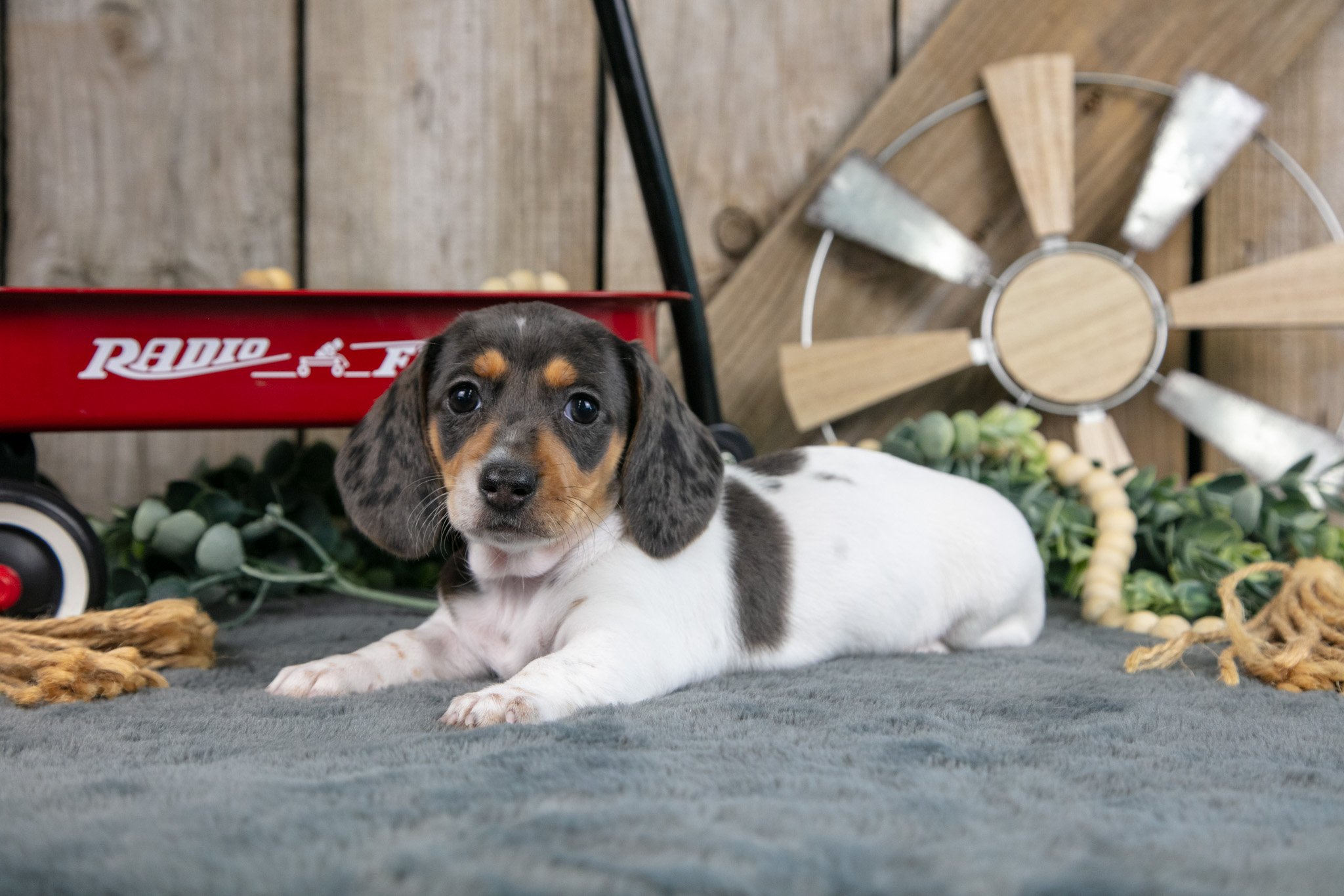 Greta - $1,400