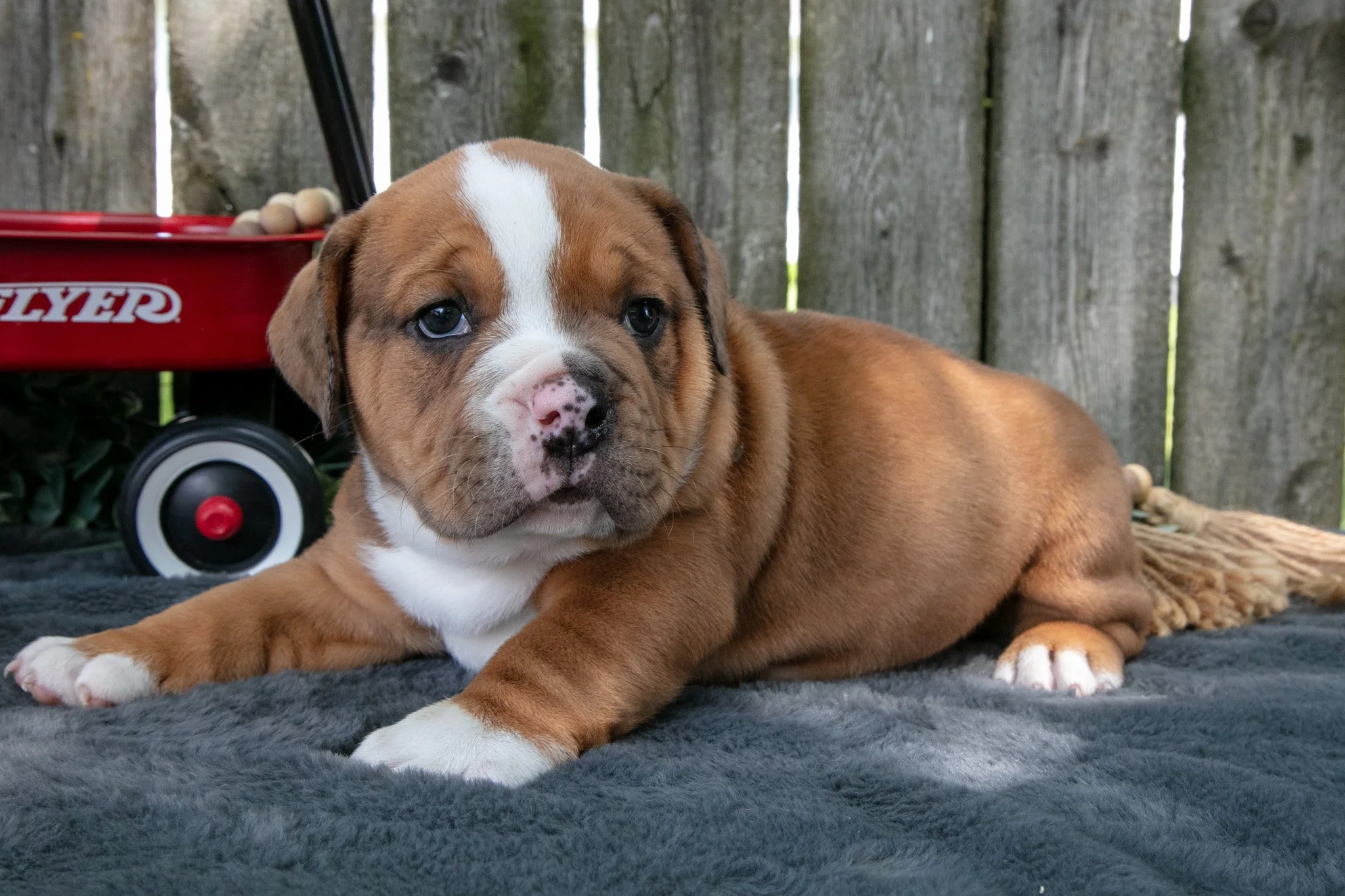 Trooper - $1,800