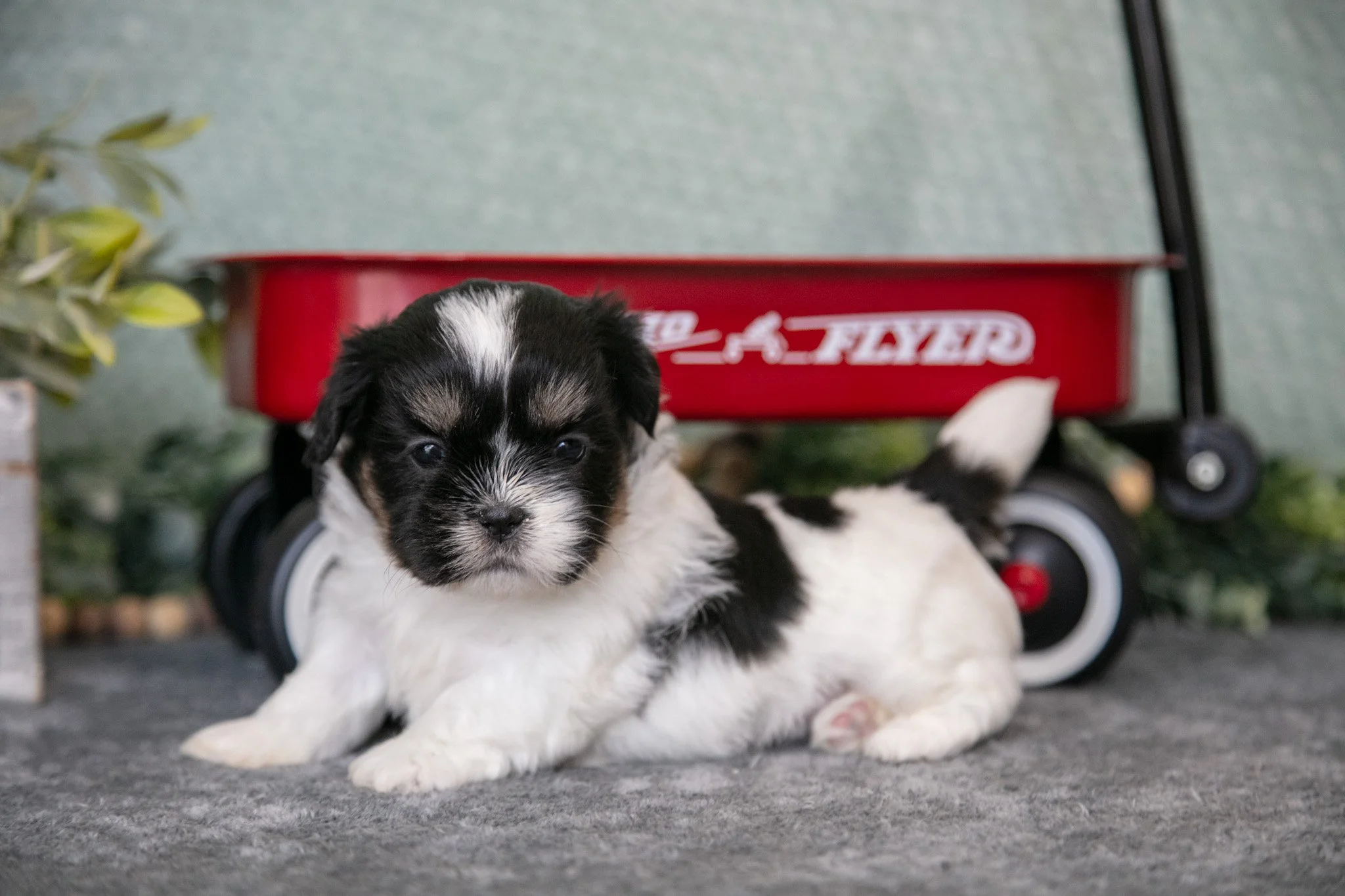 Sherry - $750