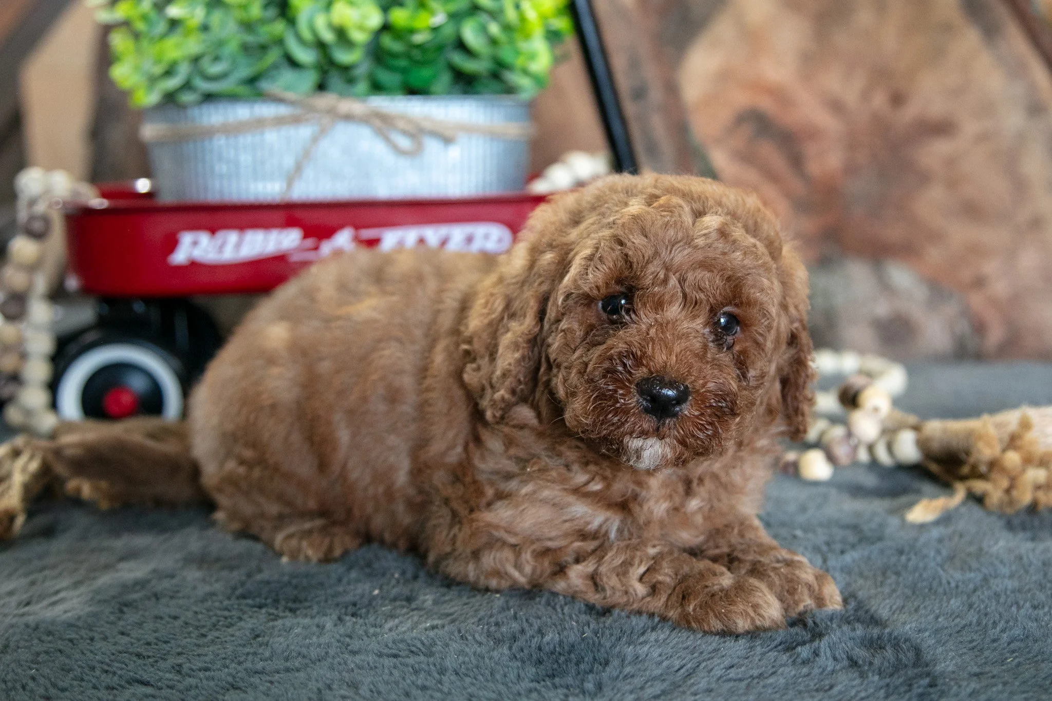 Archie - $695