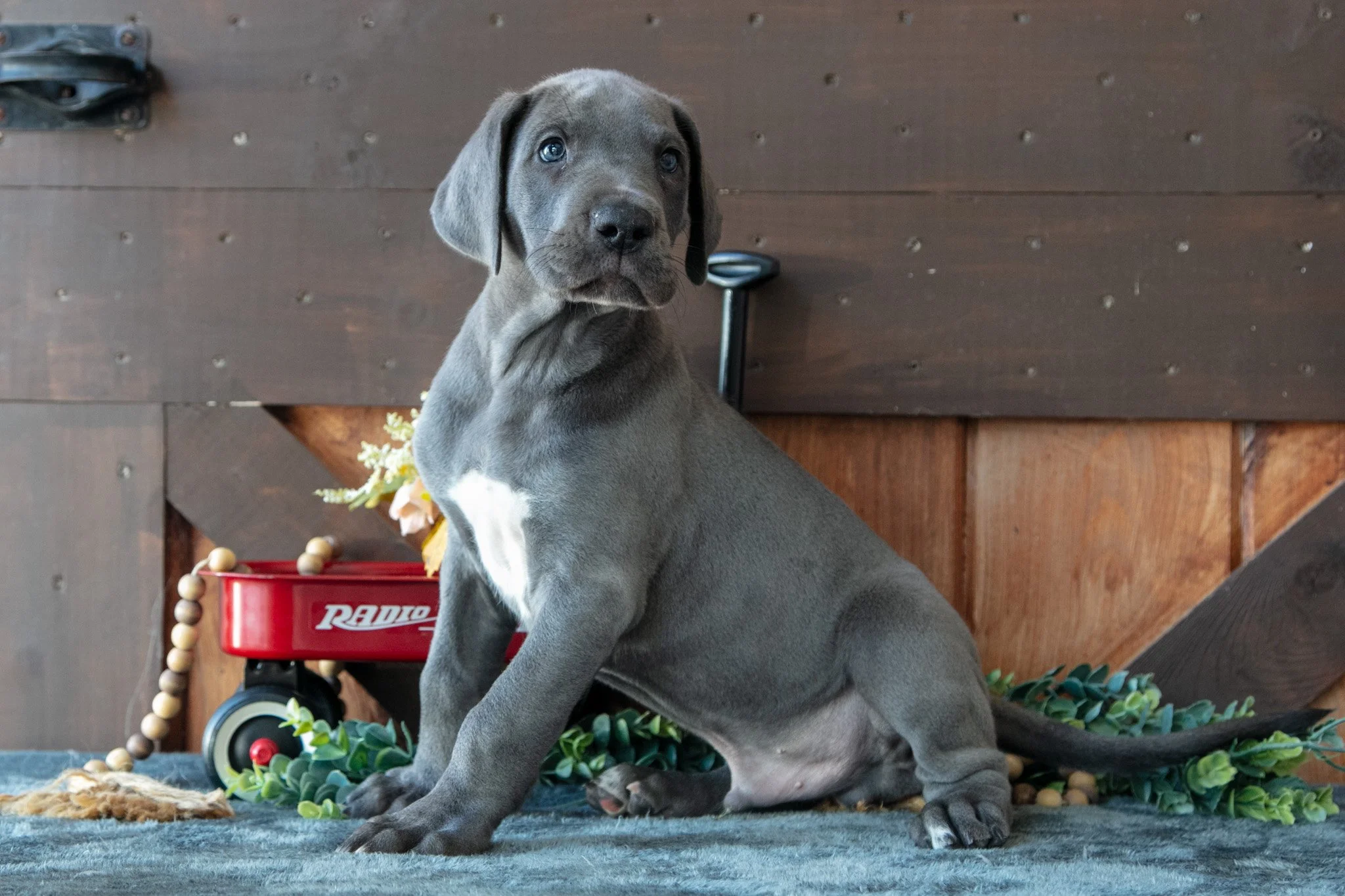 Hank - $900