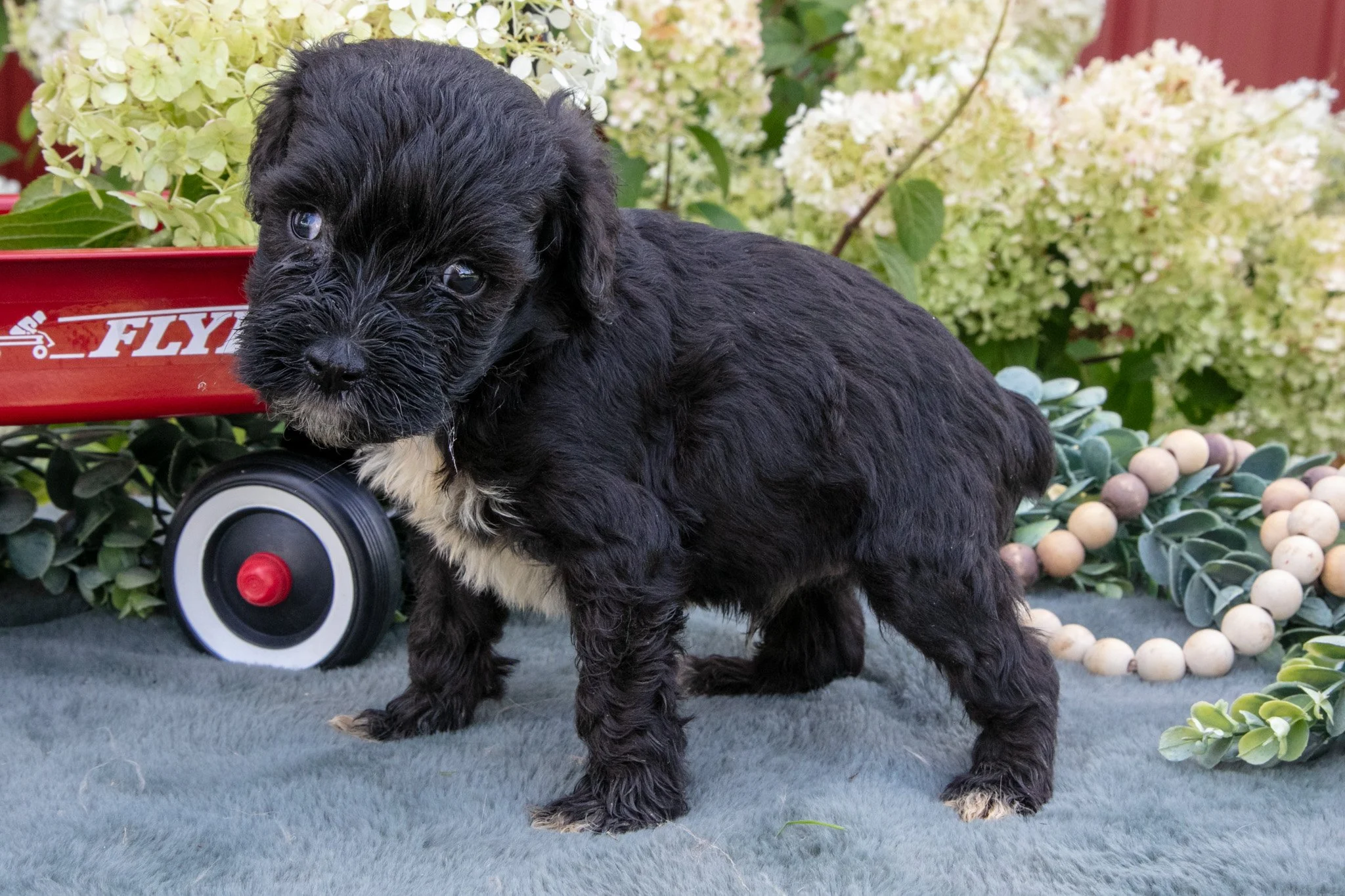 Kylo - $950