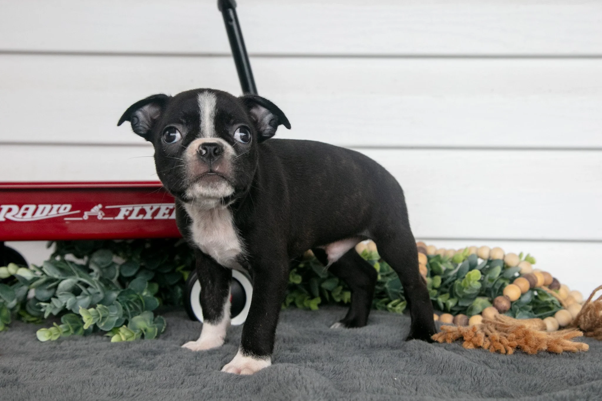 Hershey - $795