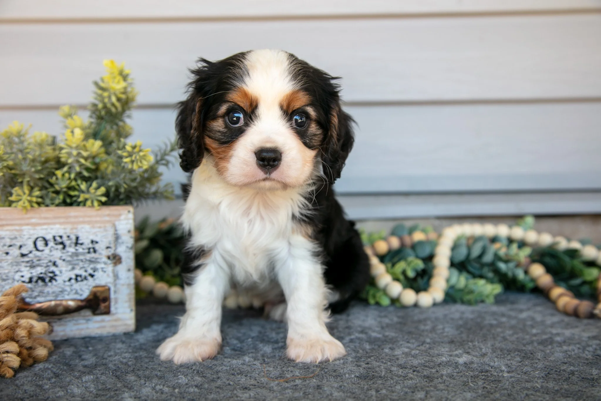 Rocky - $795