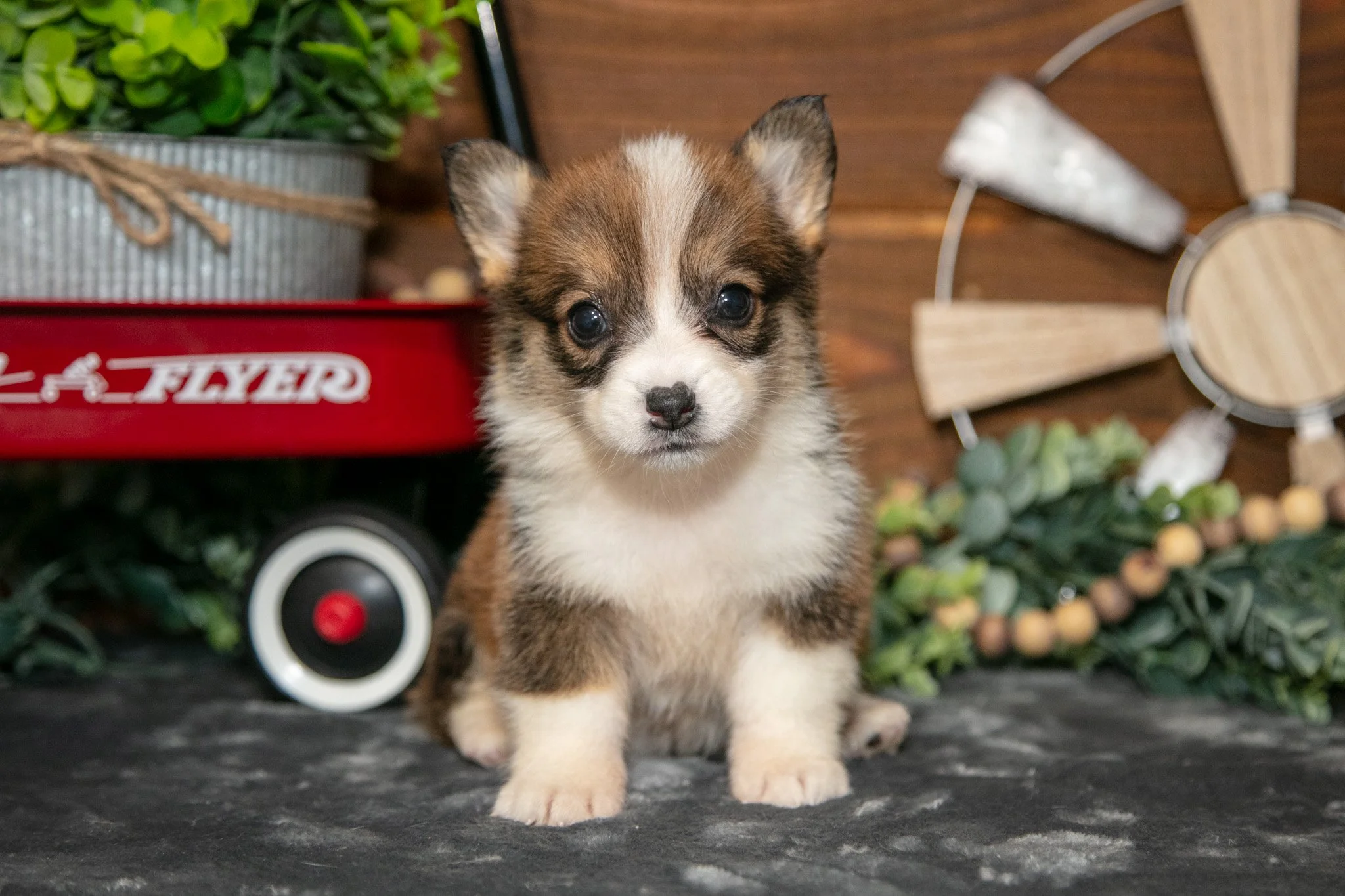Belle - $700