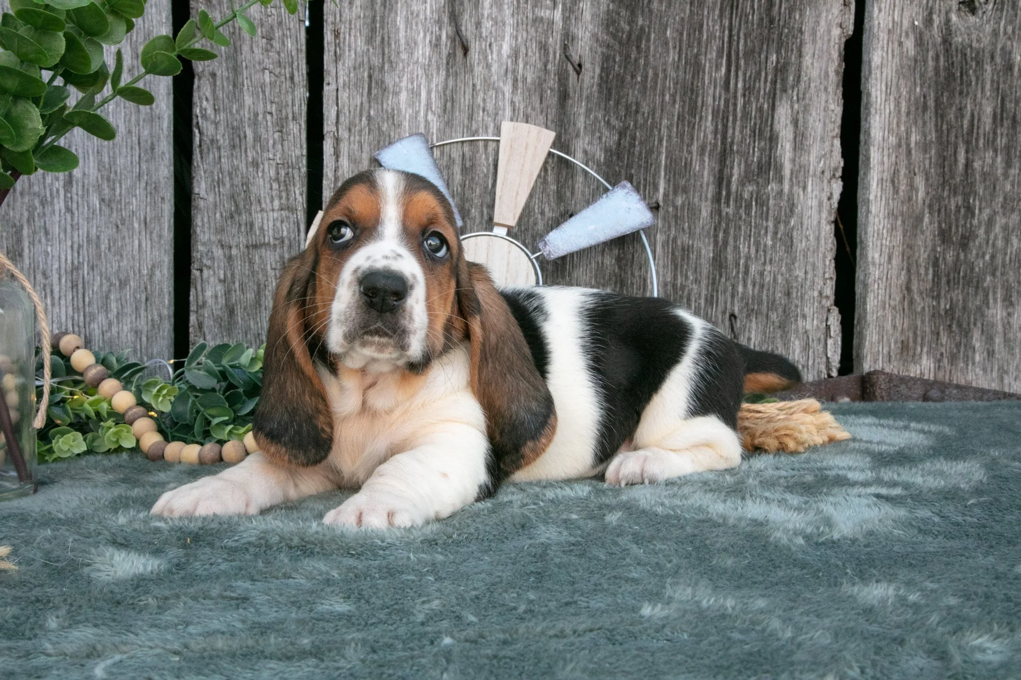 Daisy - $1,200