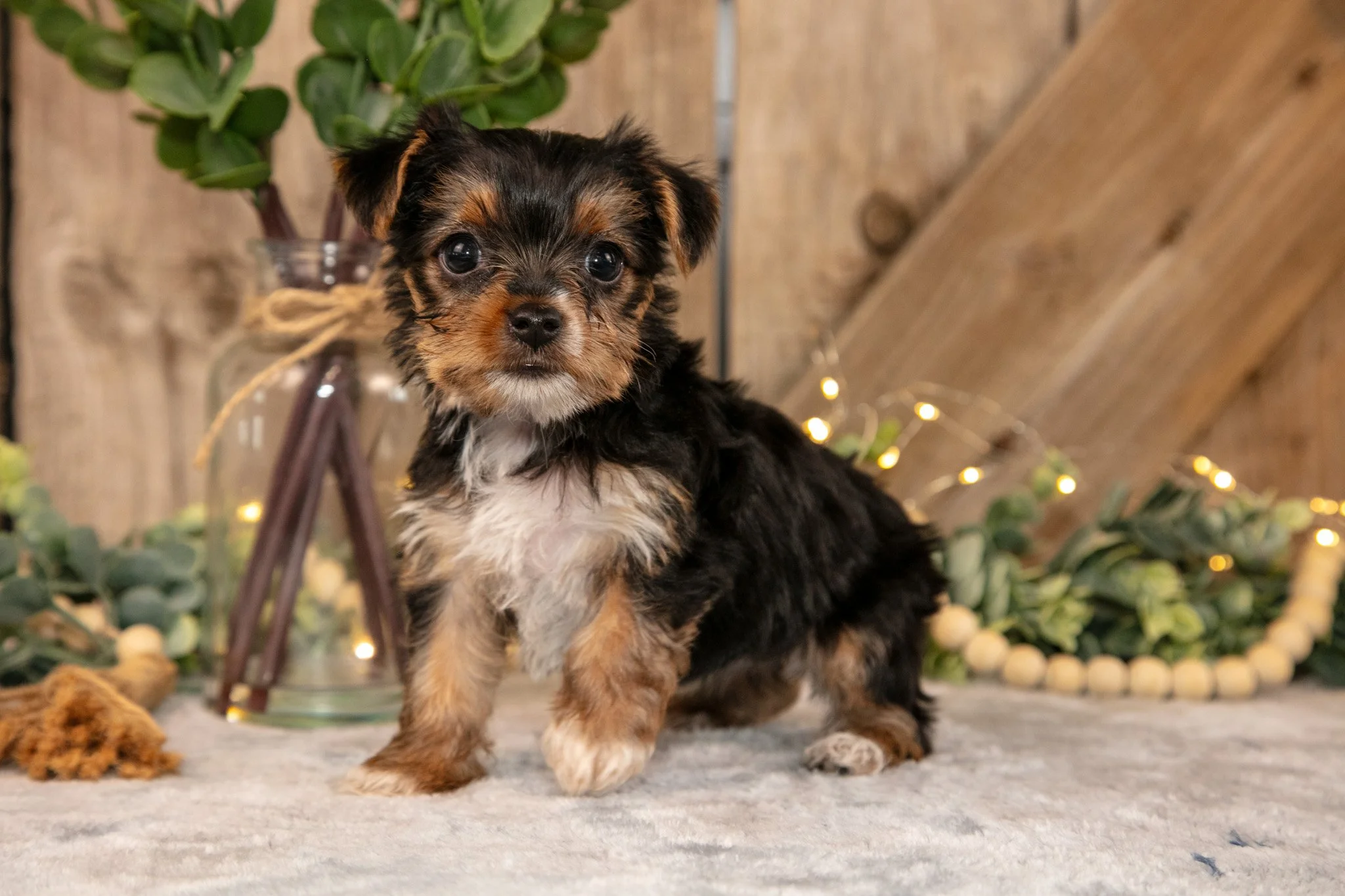 Duchess - $900