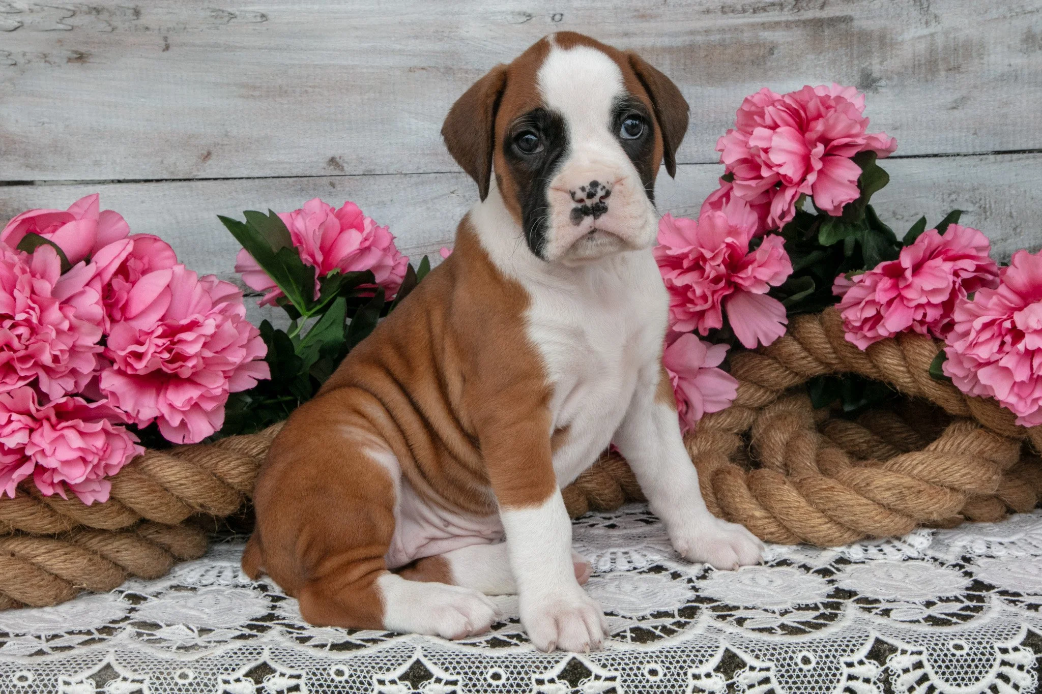 Delilah - Sold