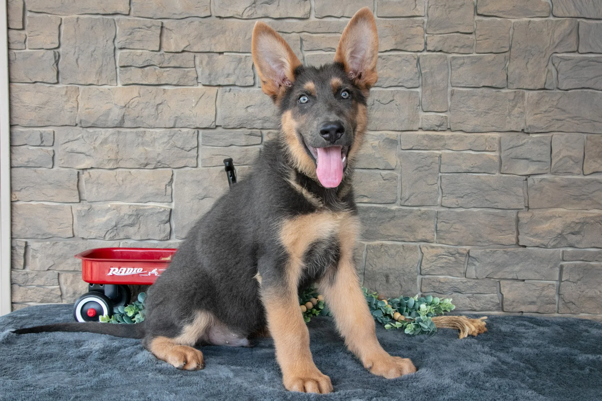 Asher - $795
