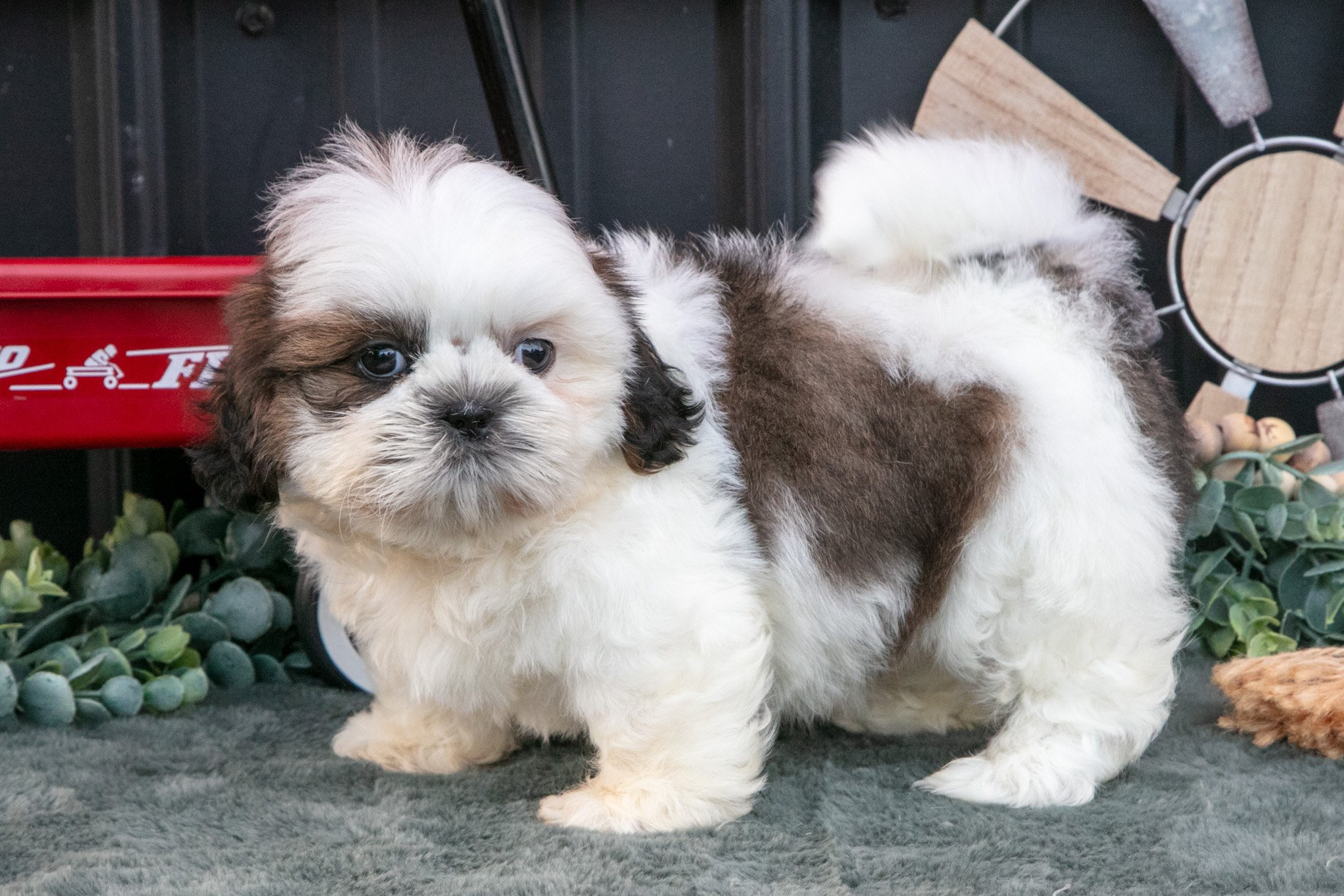Cooper - $800