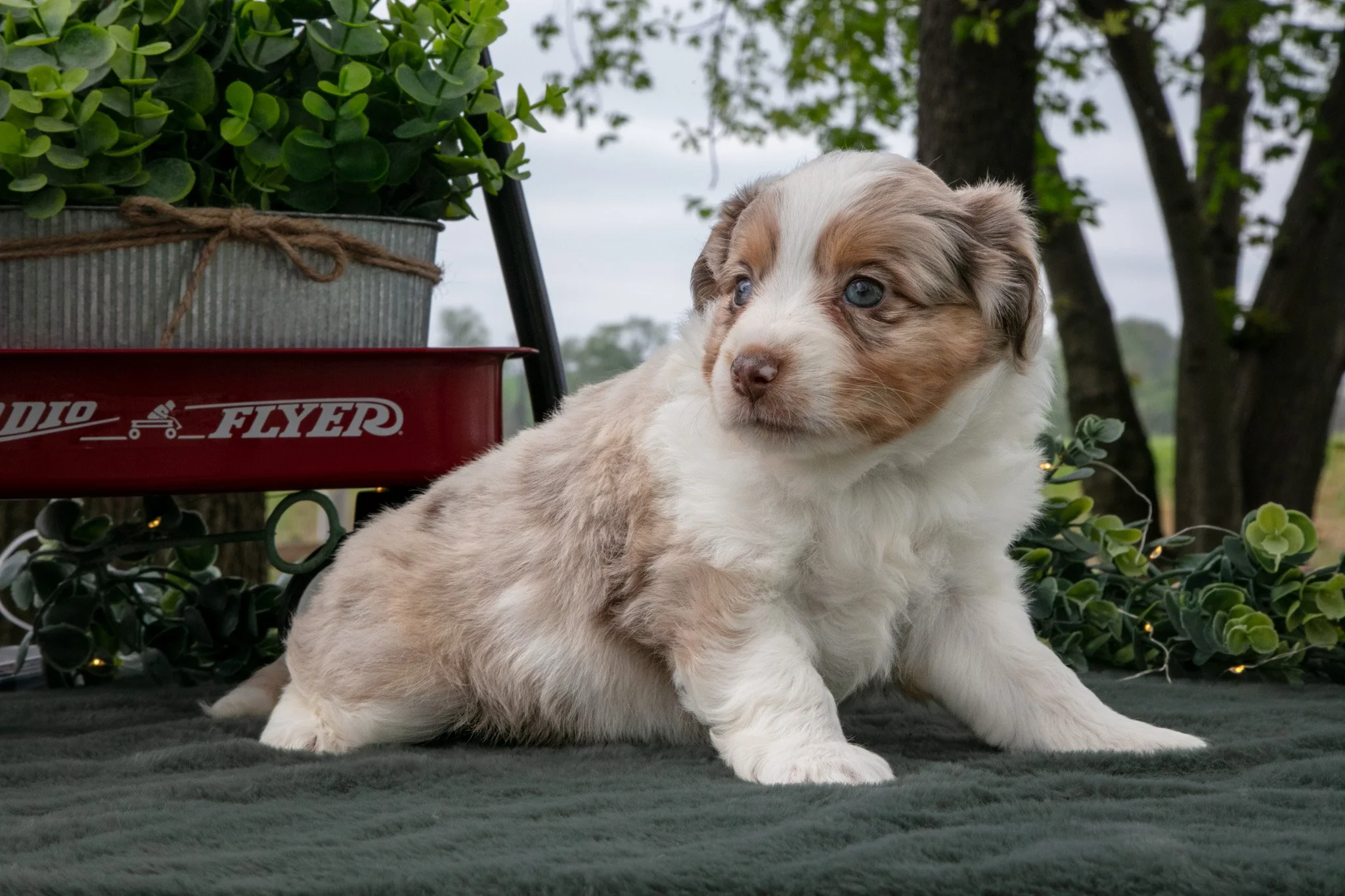 Carla - $950