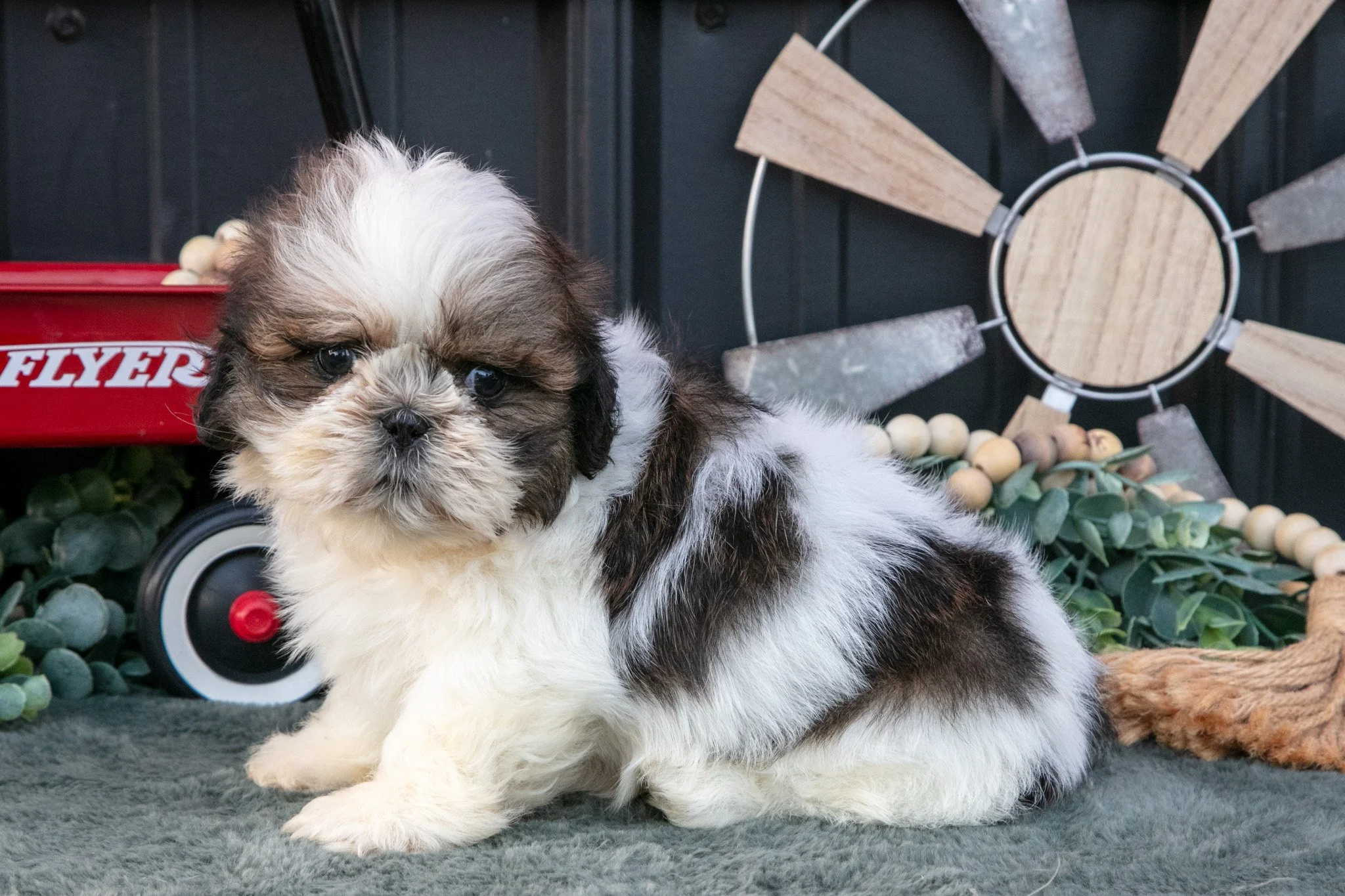 Connor - $800