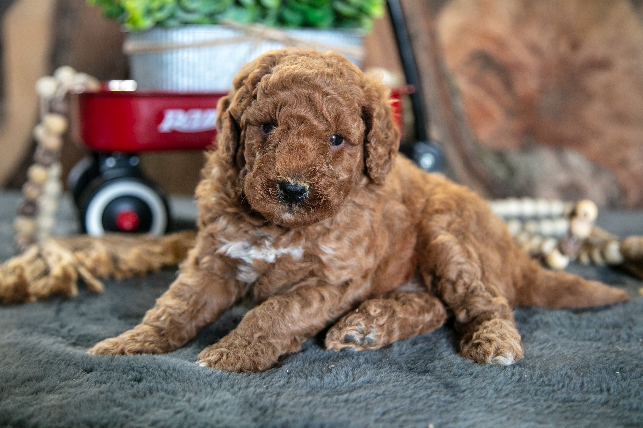 Oliver - $695