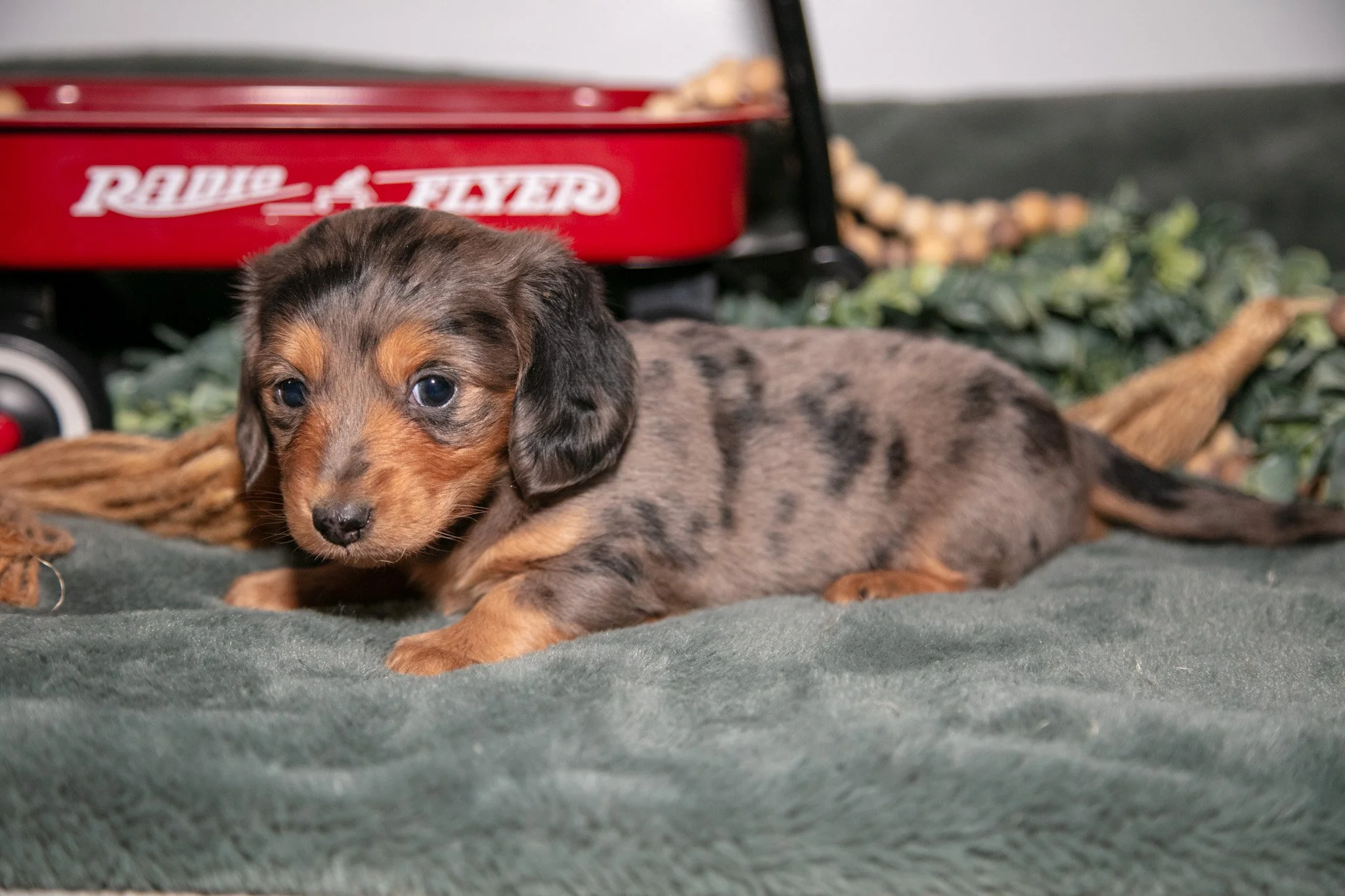 Phoebe - $2,000